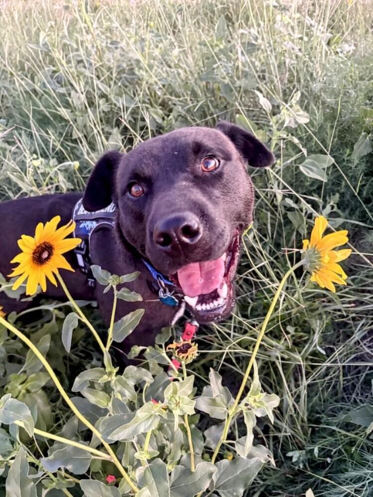 Enlarge Brooks, a Adoptable mixed breed image 2/6