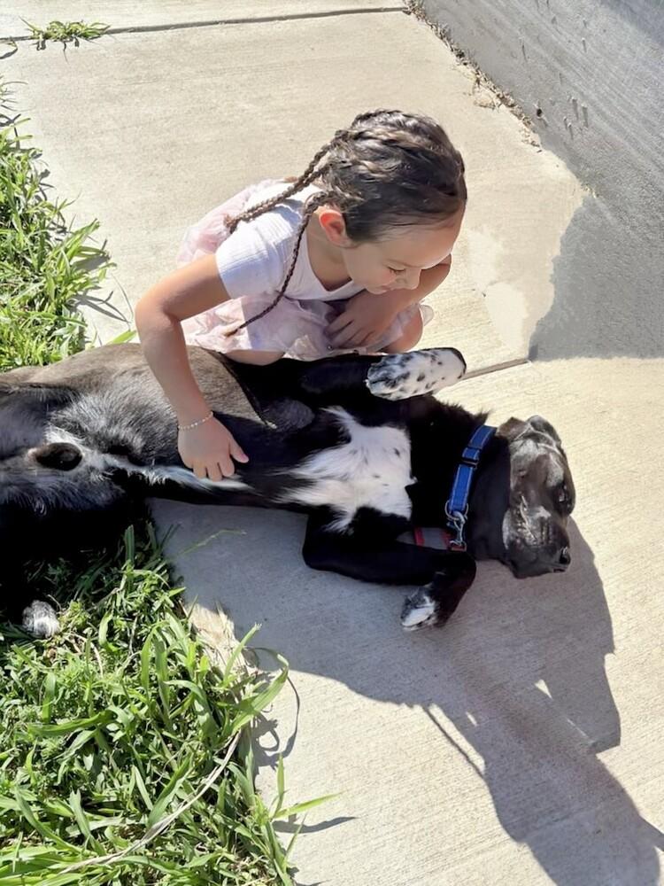 Enlarge Brooks, a Adoptable mixed breed image 3/6