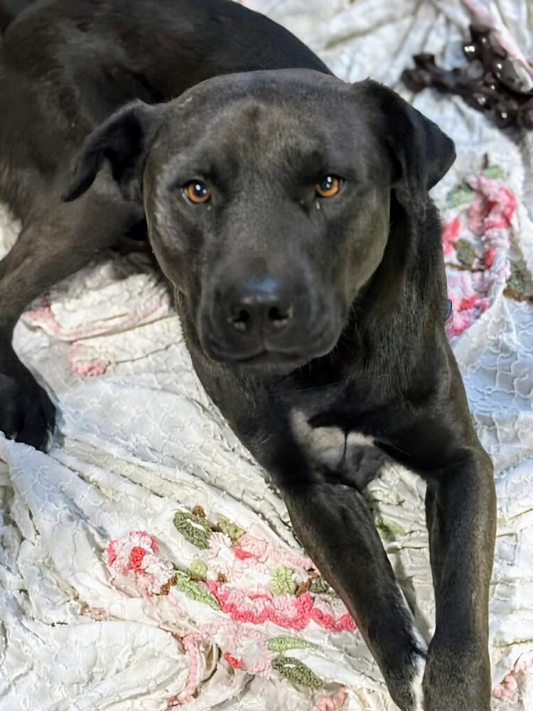 Enlarge Brooks, a Adoptable mixed breed image 4/6