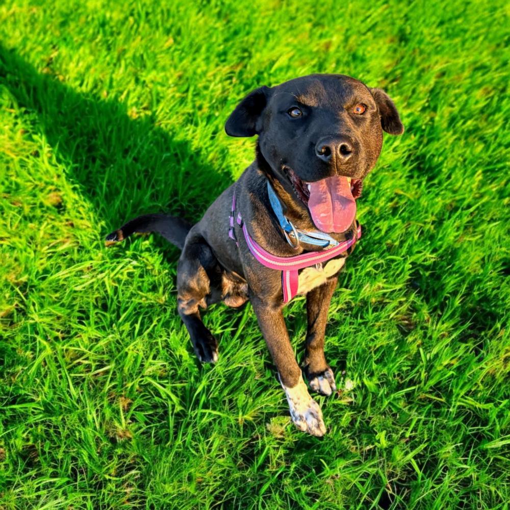 Enlarge Brooks, a Adoptable mixed breed image 5/6