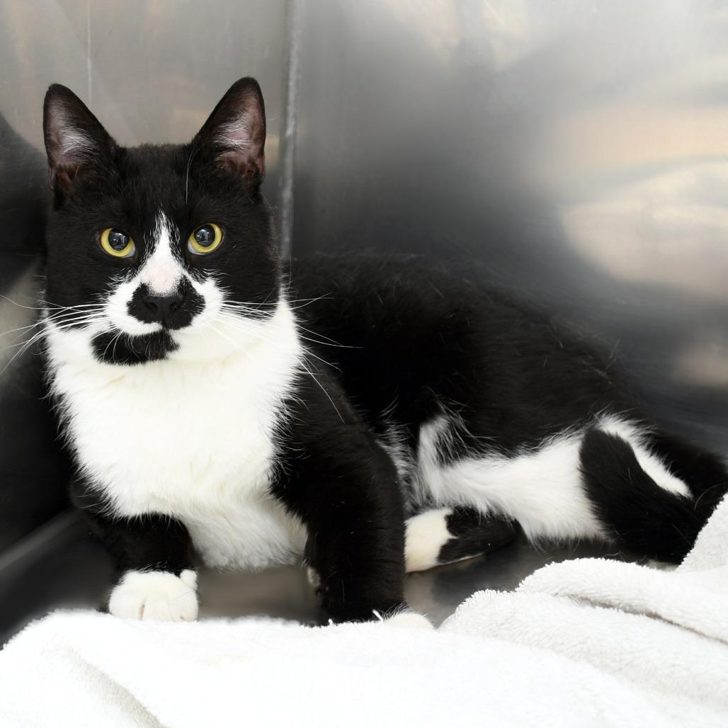 Braeburn, Adoptable, Adult Male Domestic Short Hair.