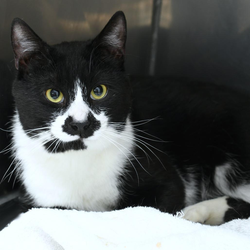 Enlarge Braeburn, a Adoptable Domestic Short Hair in Natick, MA image 2/4