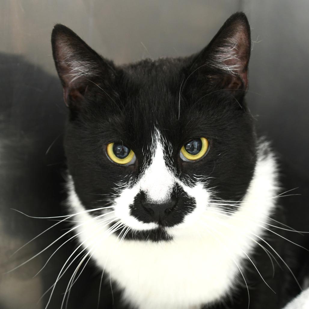Braeburn, Adoptable, Adult Male Domestic Short Hair.