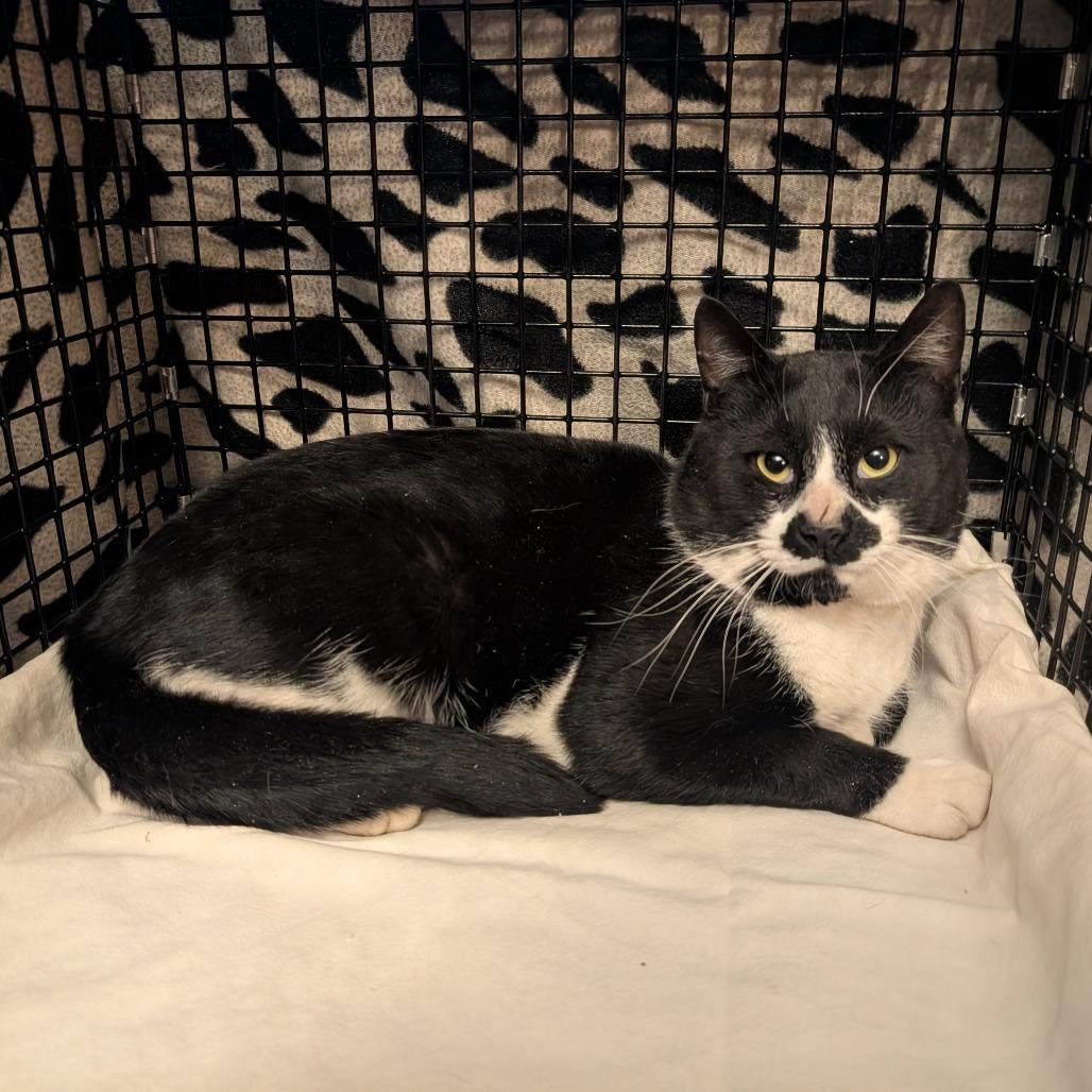 Braeburn, Adoptable, Adult Male Domestic Short Hair.