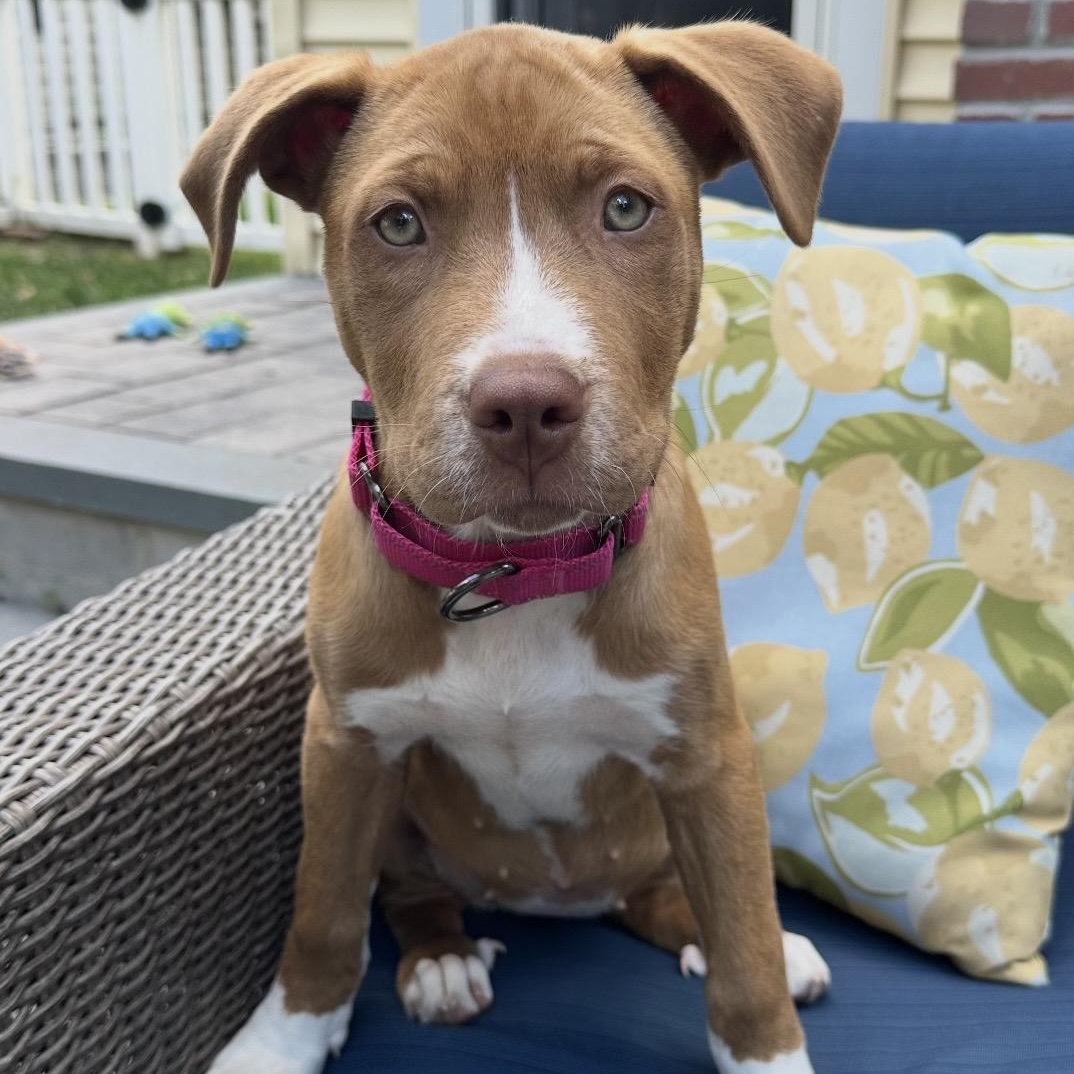 Afton, adopted, Puppy Female Pit Bull Terrier.
