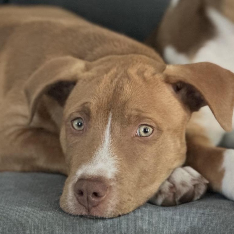 Afton, an adopted mixed breed in South Plainfield, NJ image 2/3