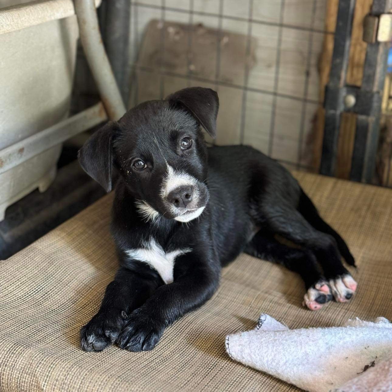 Dog for adoption BJ soon), a Border Collie & American Bully