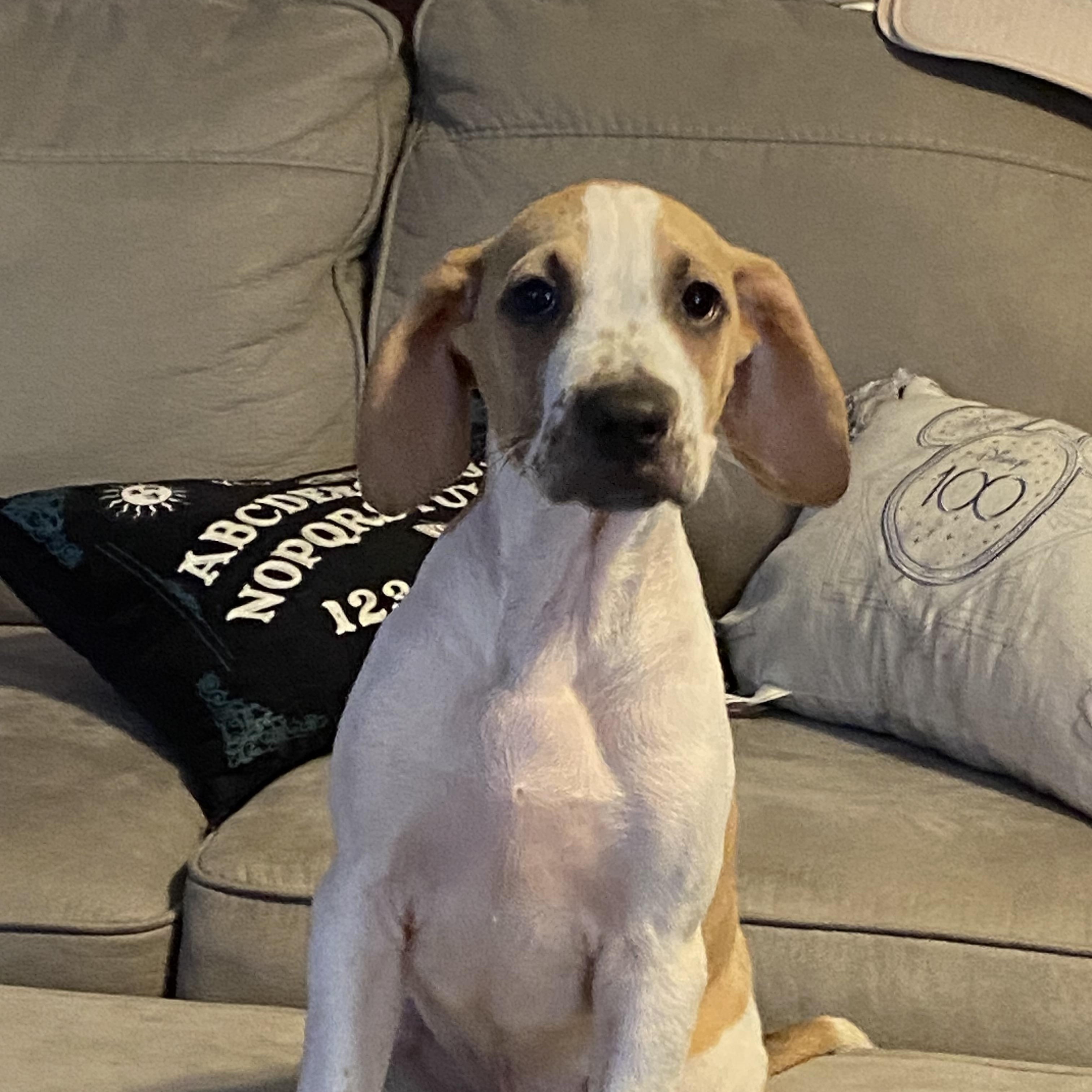 “baler” Balerian thumbnail 2