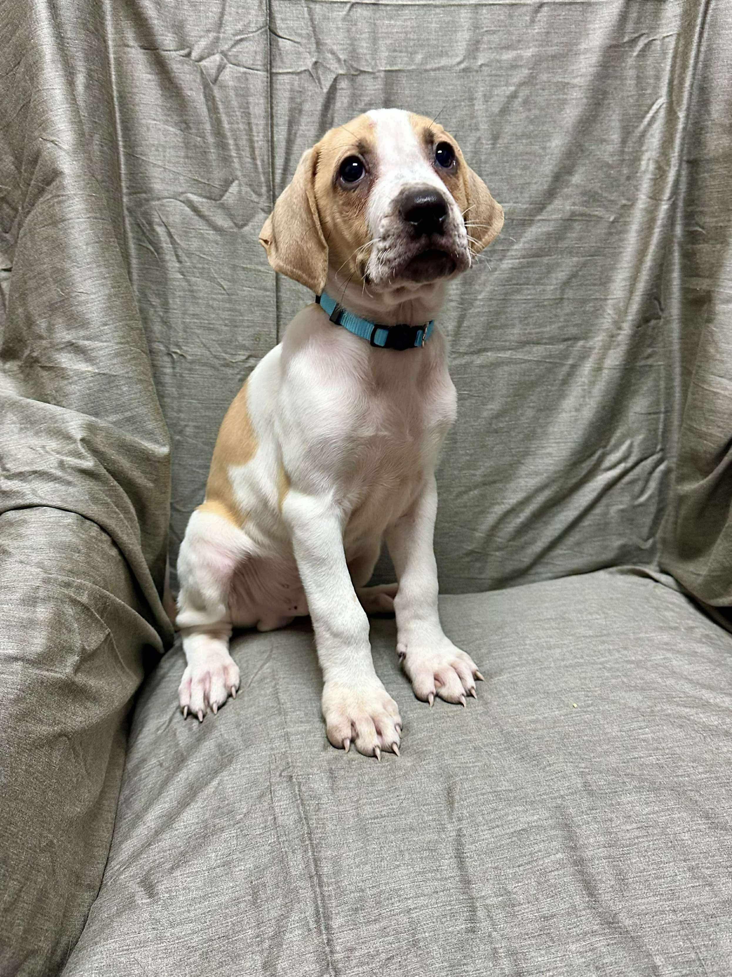 “baler” Balerian thumbnail 3