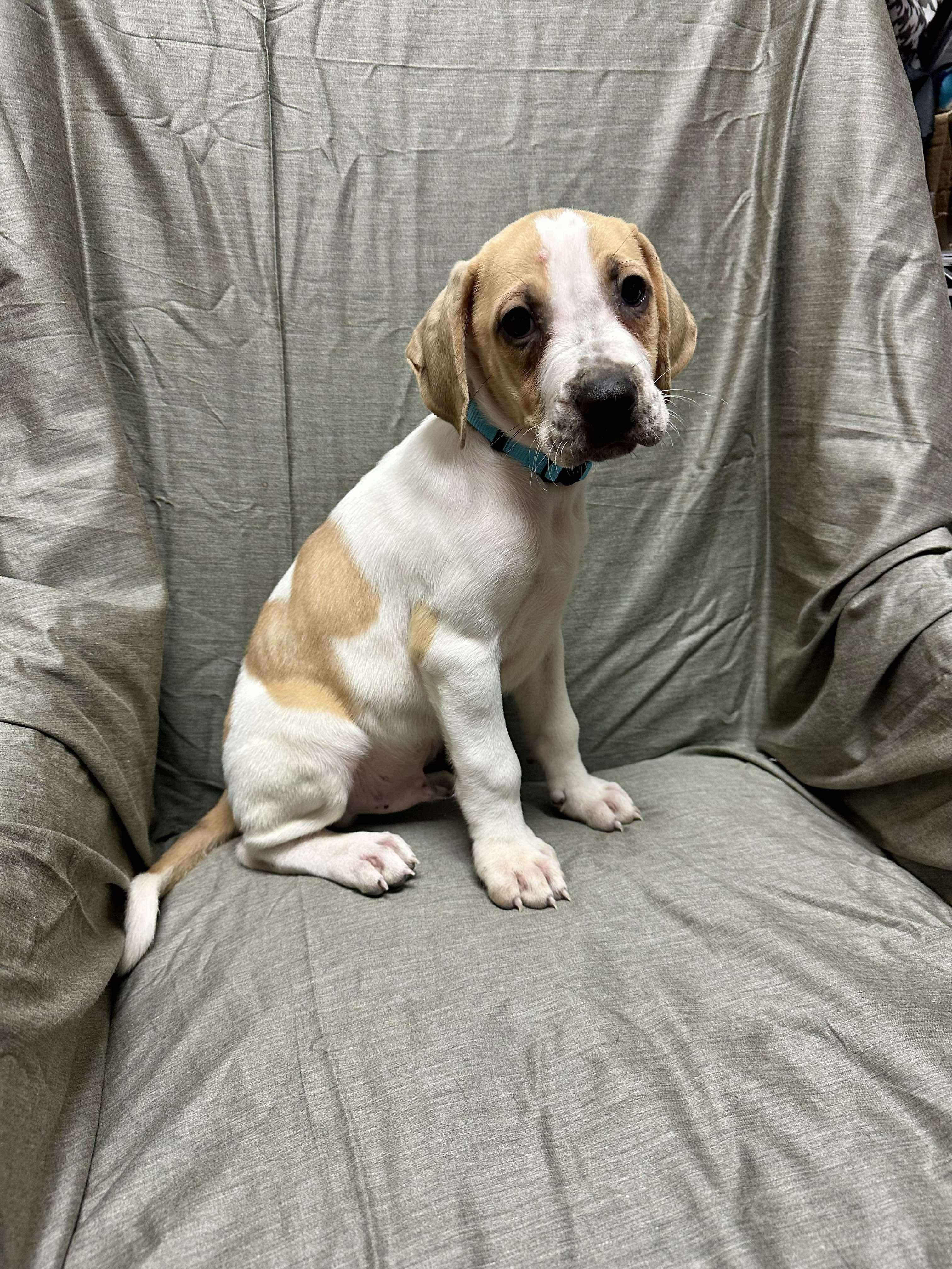 “baler” Balerian thumbnail 4