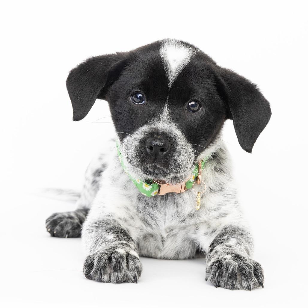 Reign, Adoptable, Young Female Mixed Breed.