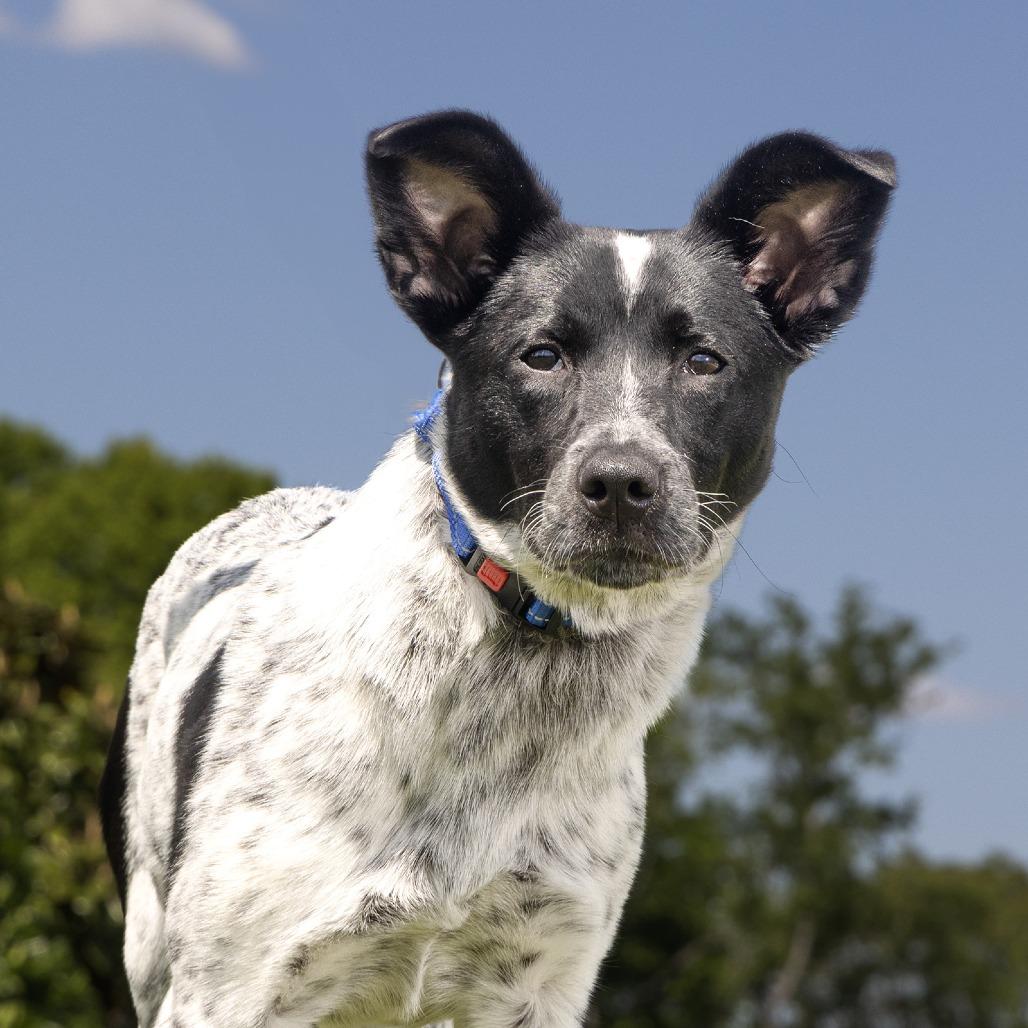 Enlarge Reign, a Adoptable Mixed Breed in Franklin, TN image 3/4