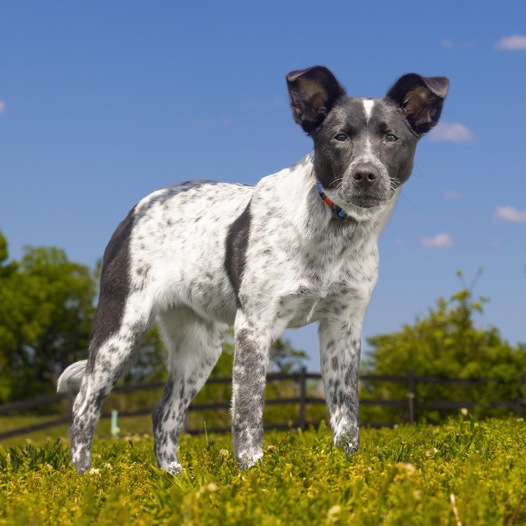 Enlarge Reign, a Adoptable Mixed Breed in Franklin, TN image 4/4