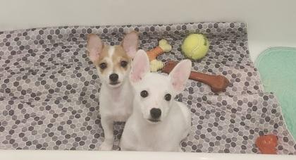 Enlarge Snow, a Adoptable mixed breed in Cibolo, TX image 2/3