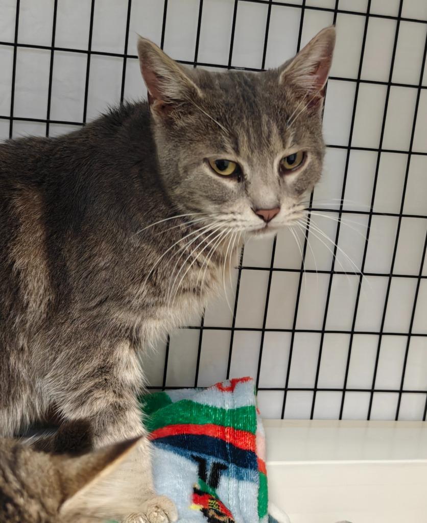 Enlarge Clover, a Adoptable mixed breed in Grants Pass, OR image 1/2