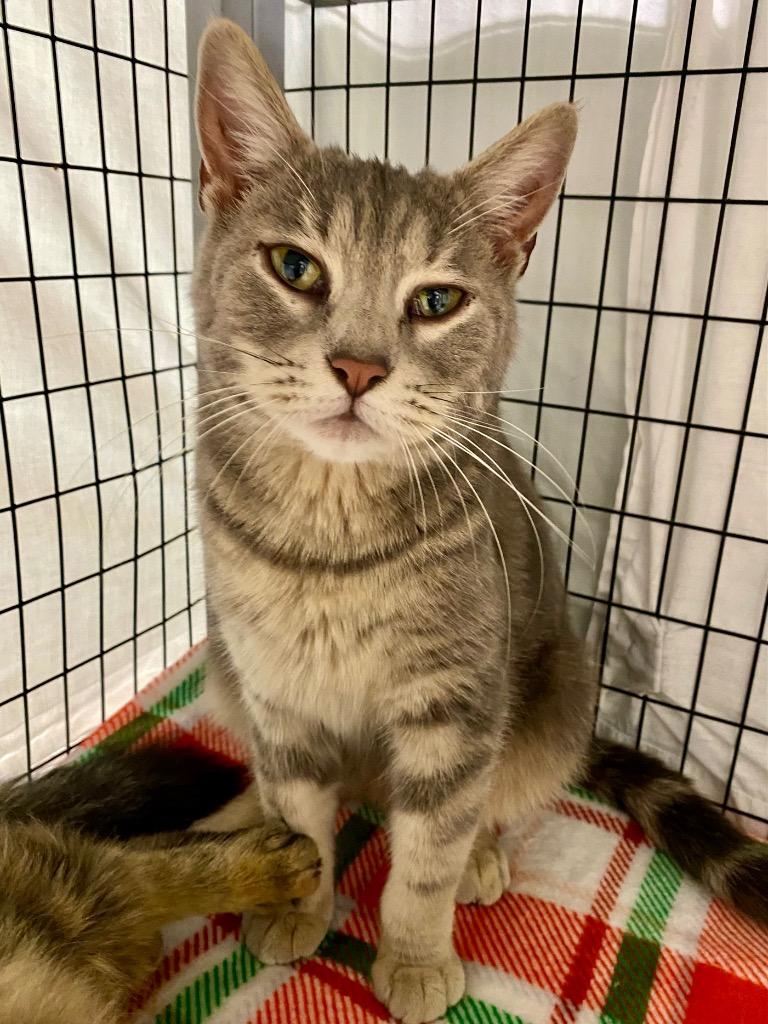 Enlarge Clover, a Adoptable mixed breed in Grants Pass, OR image 2/2