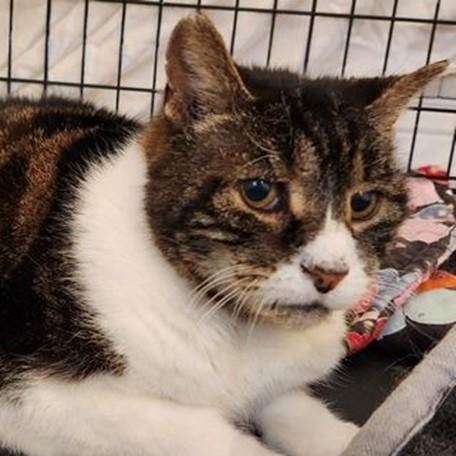 Enlarge Bob, a Adoptable Domestic Short Hair in Lancaster, VA image 1/1