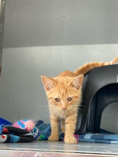 Enlarge Blossom, a Adopted mixed breed in Medford, WI image 1/1