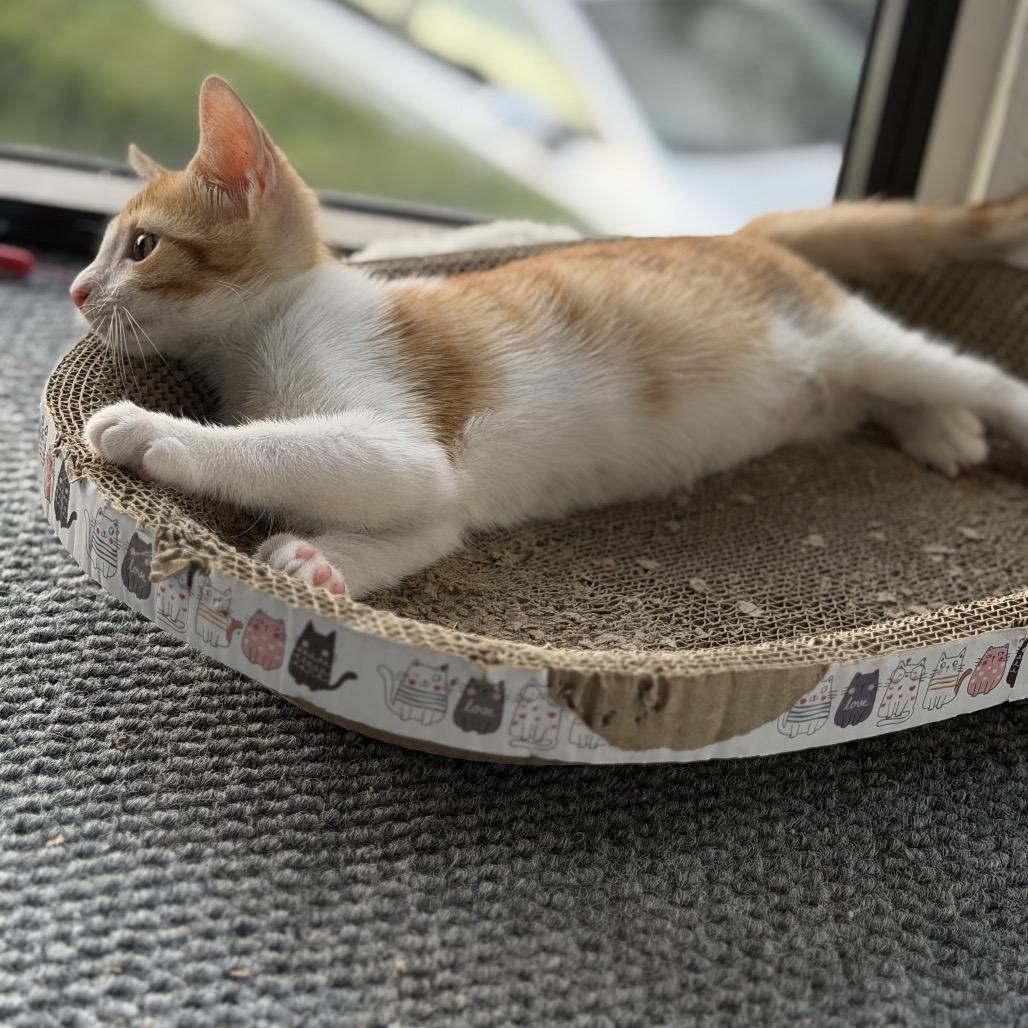 Enlarge Buns, a Adopted Domestic Short Hair in Lauderhill, FL image 2/5