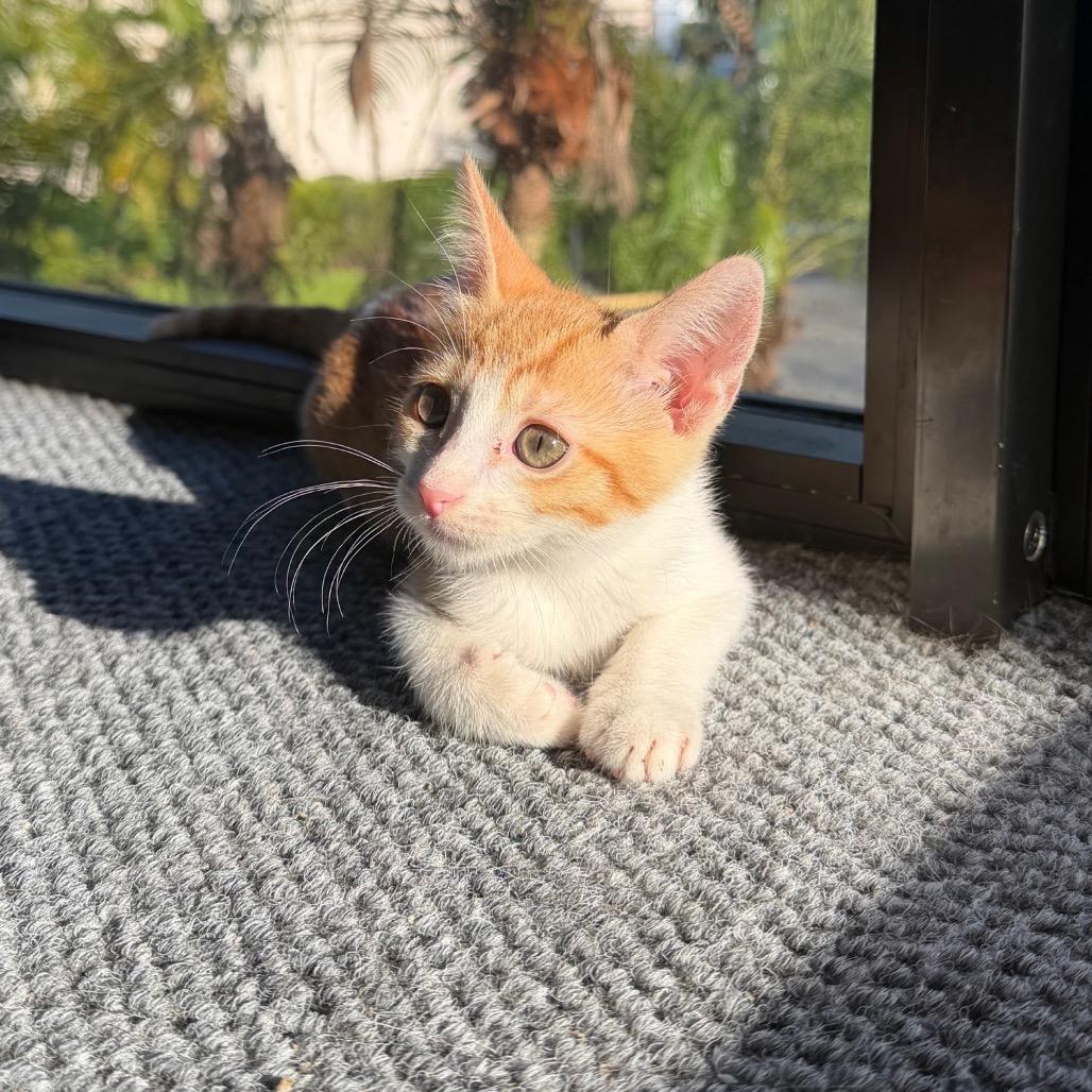 Enlarge Buns, a Adopted Domestic Short Hair in Lauderhill, FL image 3/5