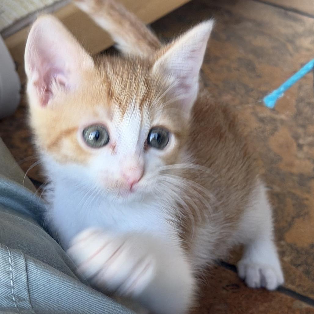 Enlarge Buns, a Adopted Domestic Short Hair in Lauderhill, FL image 4/5
