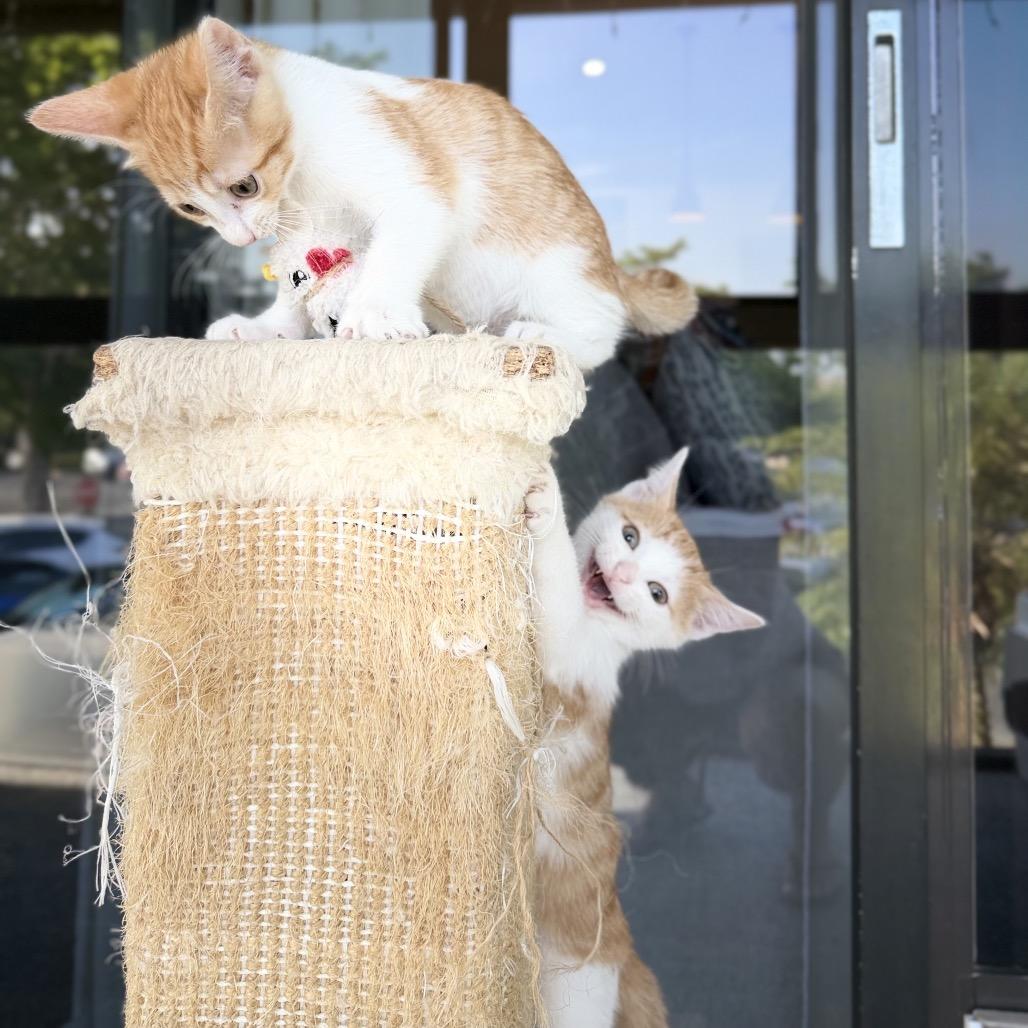 Enlarge Buns, a Adopted Domestic Short Hair in Lauderhill, FL image 5/5
