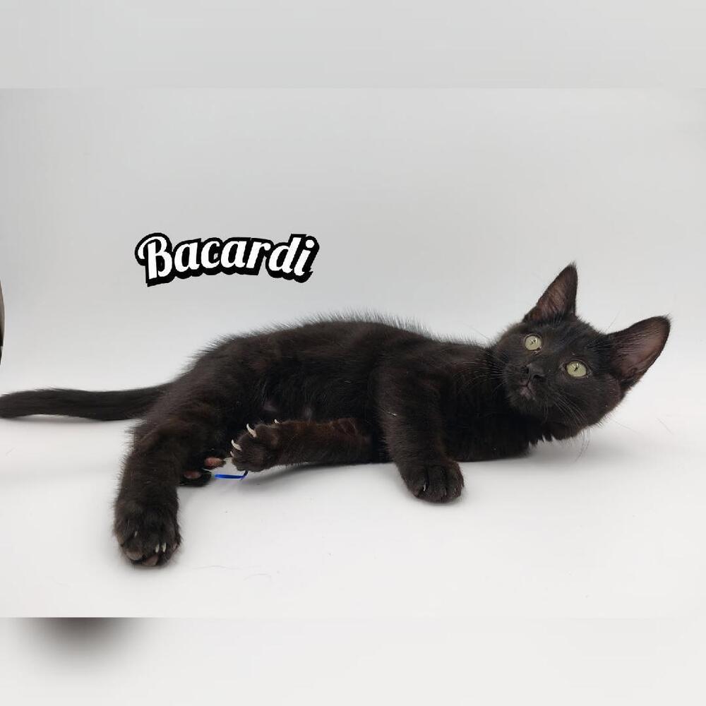 Bacardi, Adoptable, Kitten Female Domestic Short Hair.