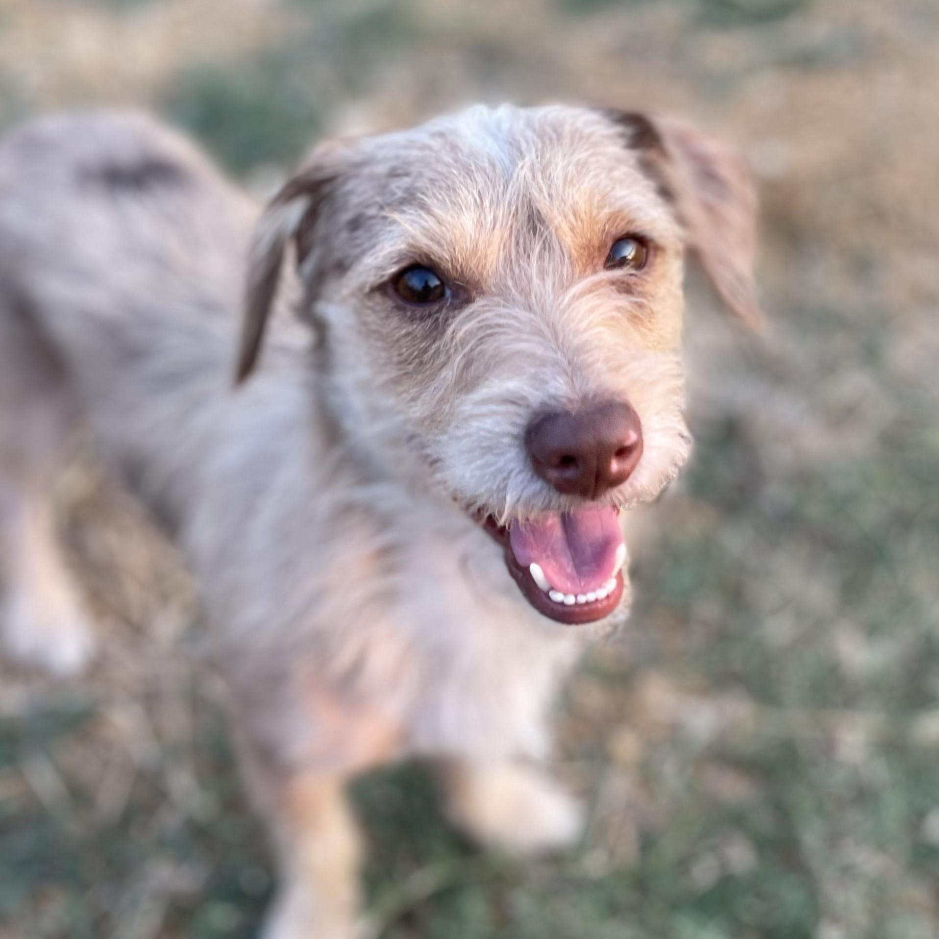 Sonny, adopted, Young Male Dachshund & Border Terrier.