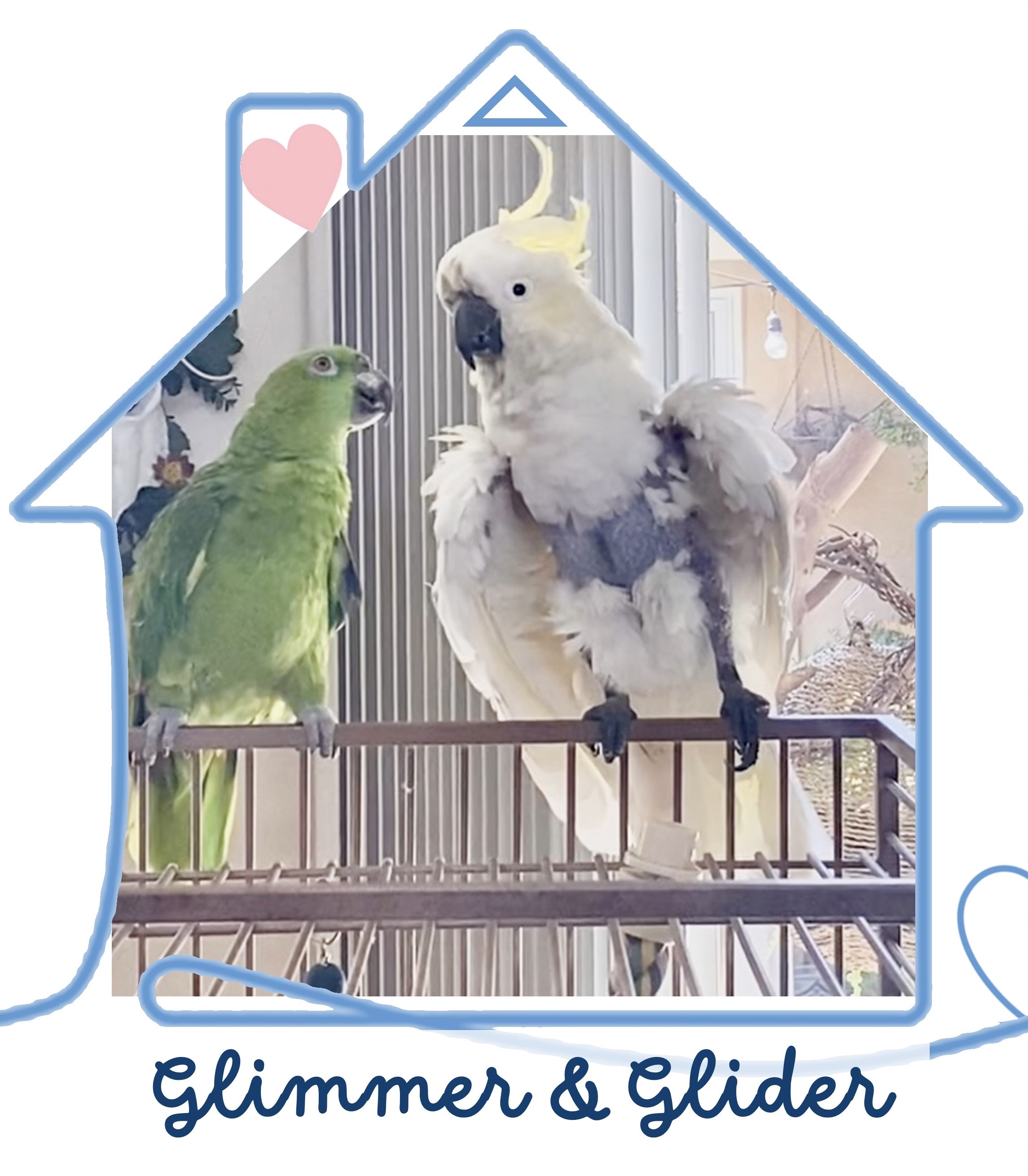 Glider, Adopted, Adult Unknown Cockatoo.