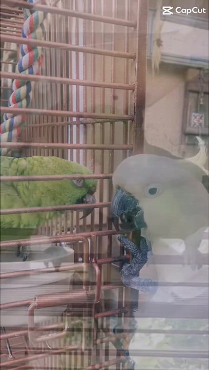 Enlarge Glider, a Adopted Cockatoo in Los Angeles, CA video 2/2