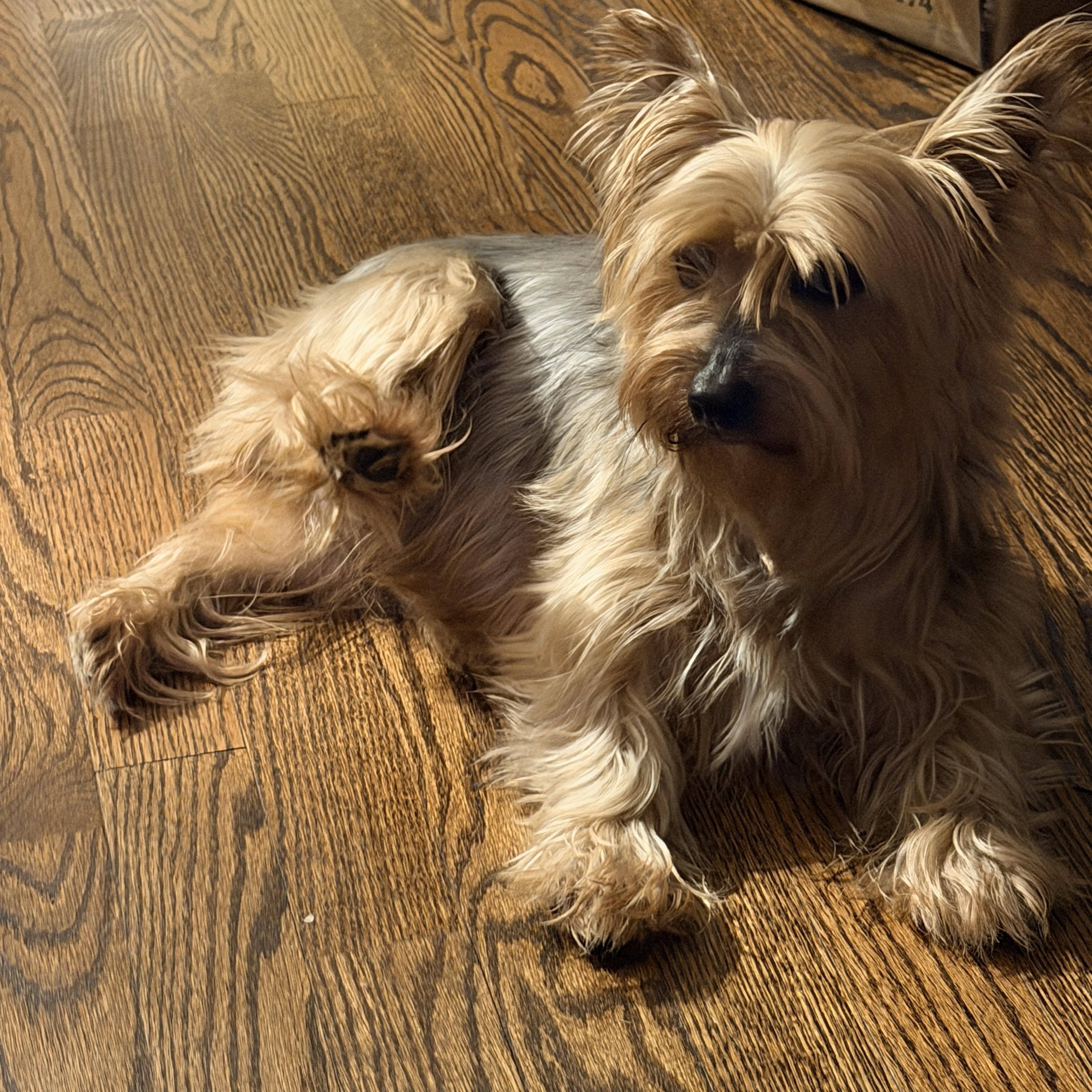 Rosie, an adopted Yorkshire Terrier in Matthews, NC image 2/2