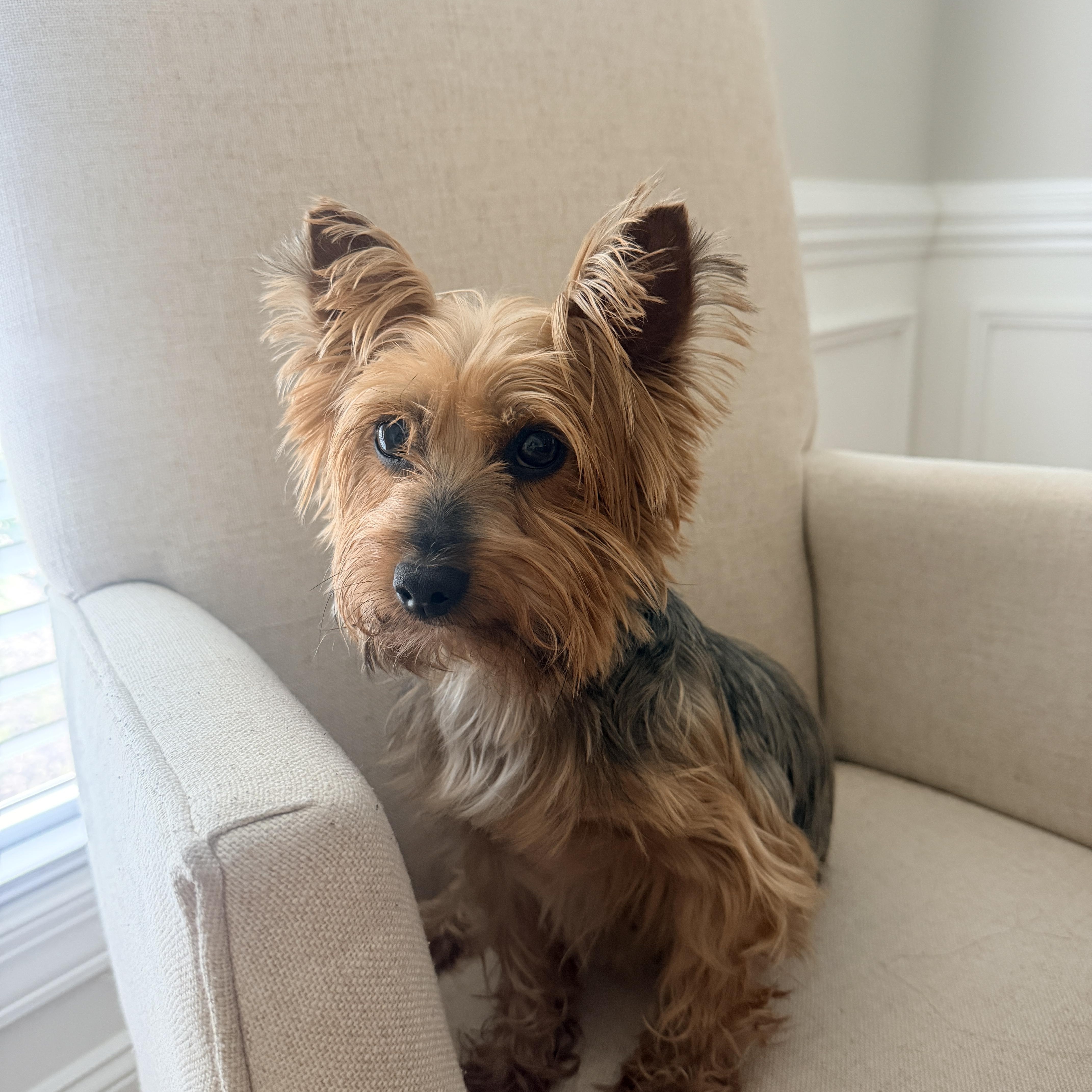Rosie, adopted, Adult Female Yorkshire Terrier.