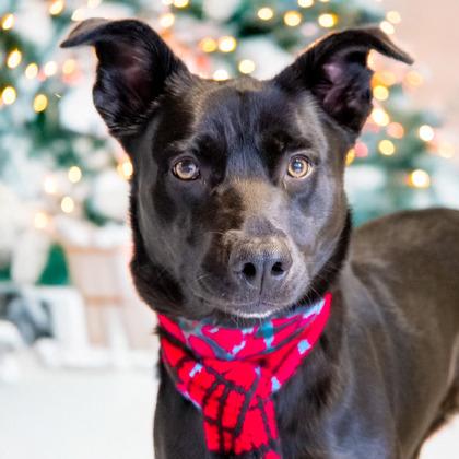 Pepper, Adoptable, Adult Female Labrador Retriever & German Shepherd Dog.