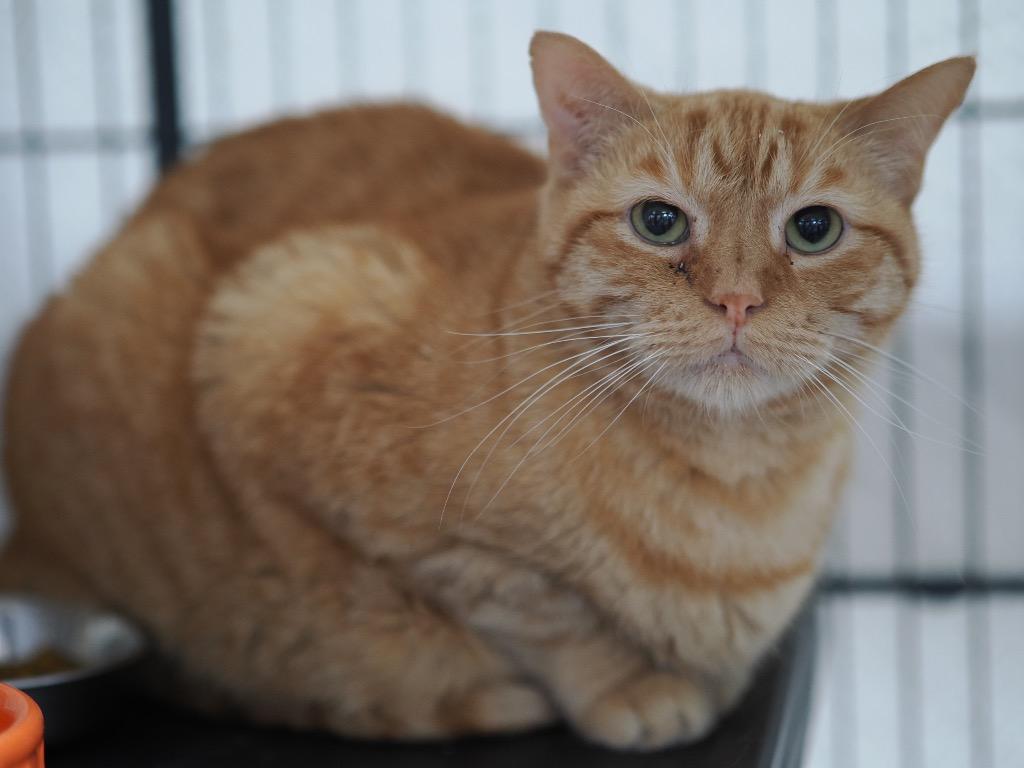 Andes Mints, Adoptable, Adult Male Domestic Short Hair.