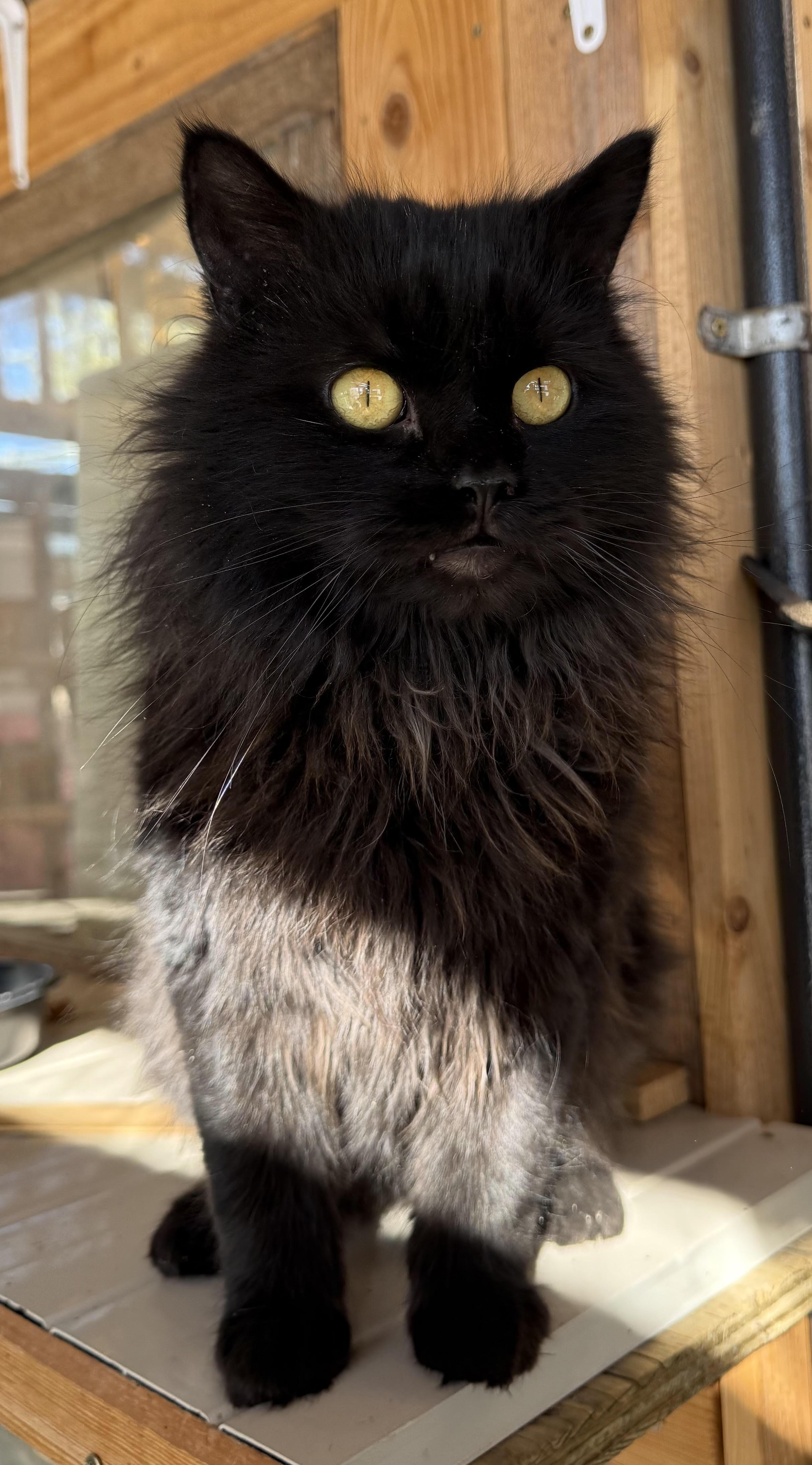 Onyx, Adoptable, Adult Male Domestic Long Hair.
