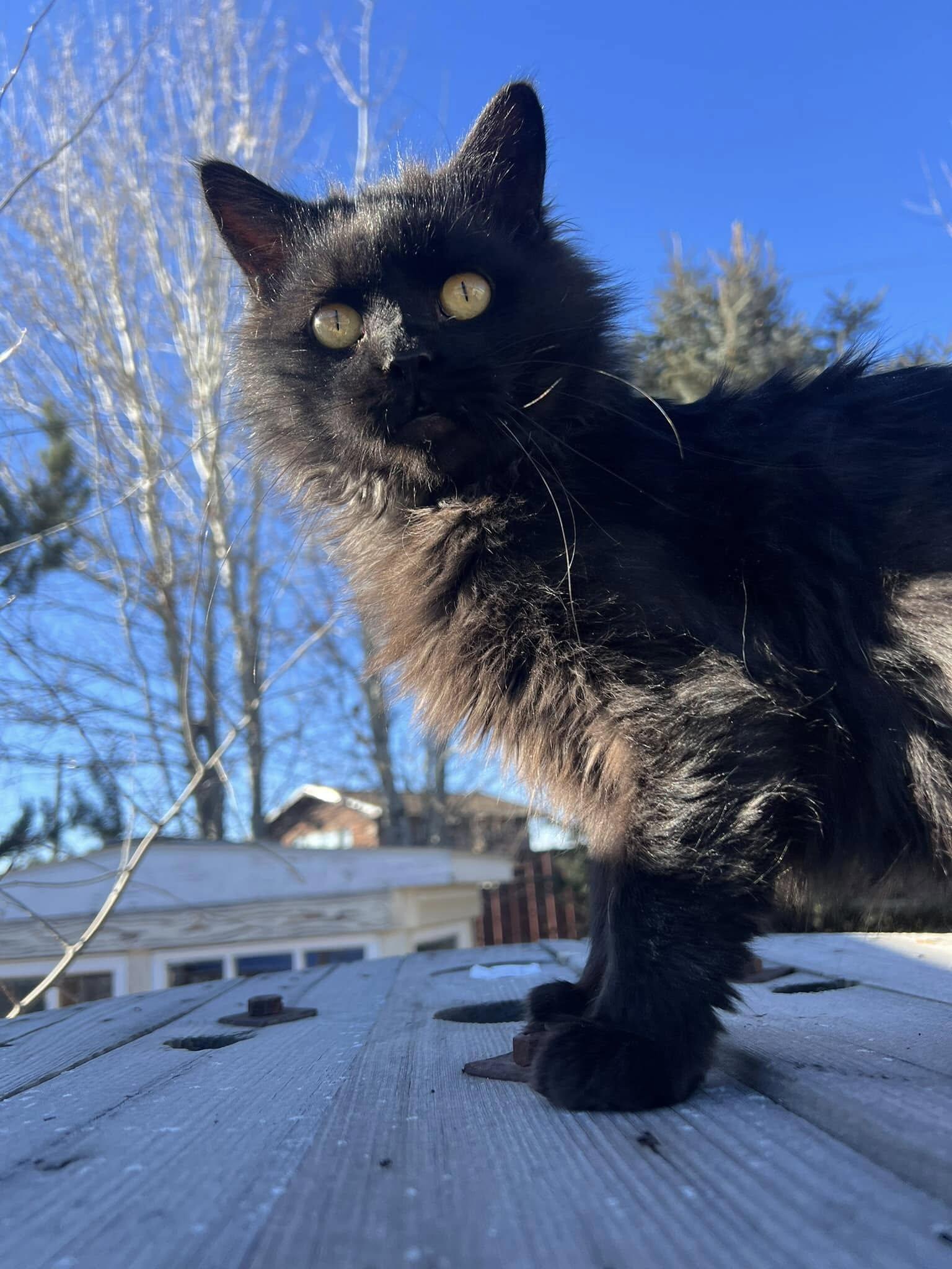 Enlarge Onyx, a Adoptable Domestic Long Hair in Butte, MT image 2/4