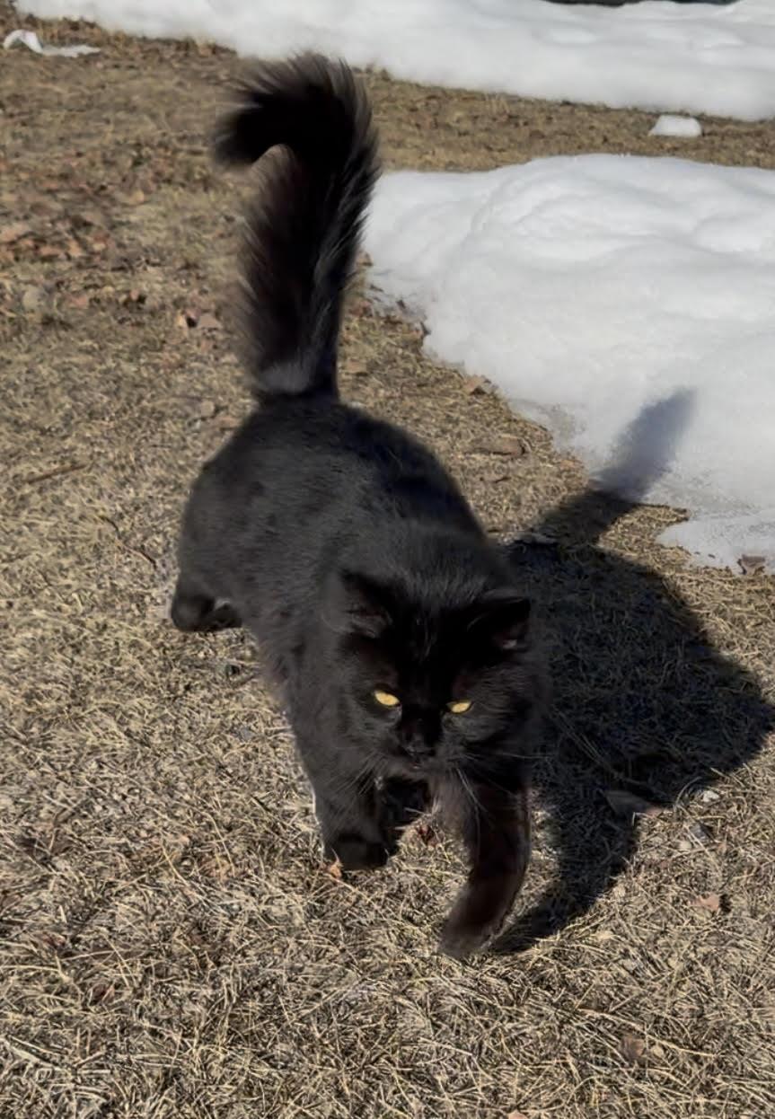 Enlarge Onyx, a Adoptable Domestic Long Hair in Butte, MT image 4/4