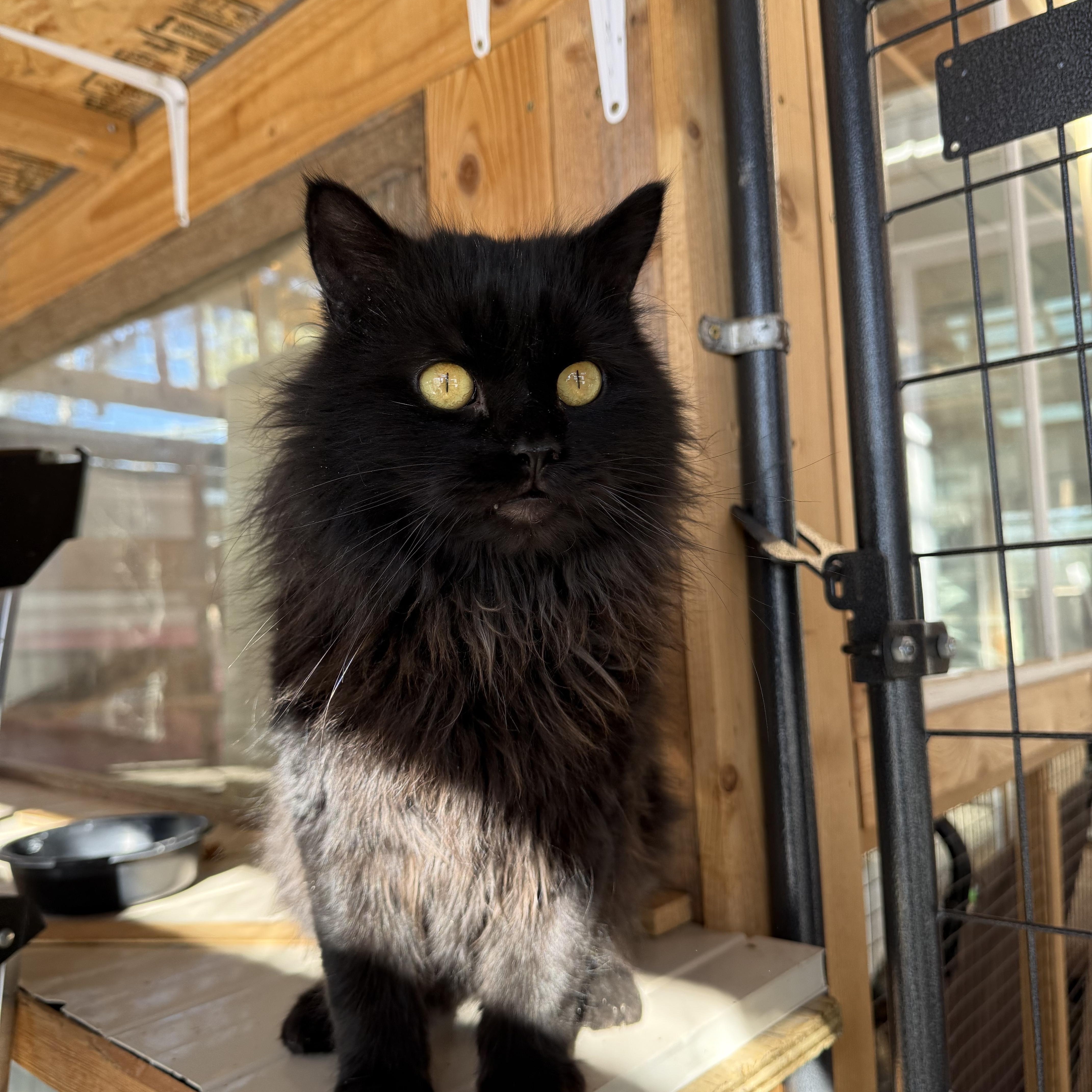 Enlarge Onyx, a Adoptable Domestic Long Hair in Butte, MT image 1/4