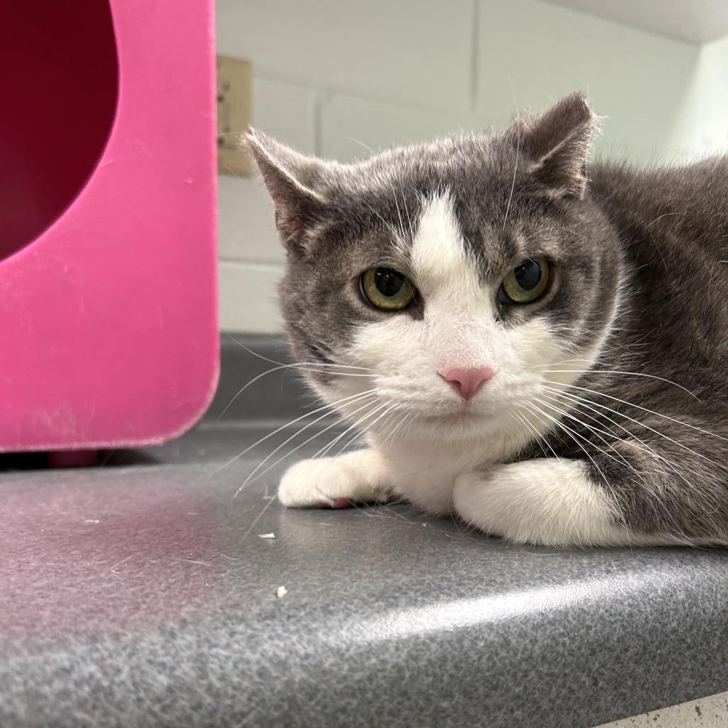 Mya, Adoptable, Adult Female Domestic Short Hair.