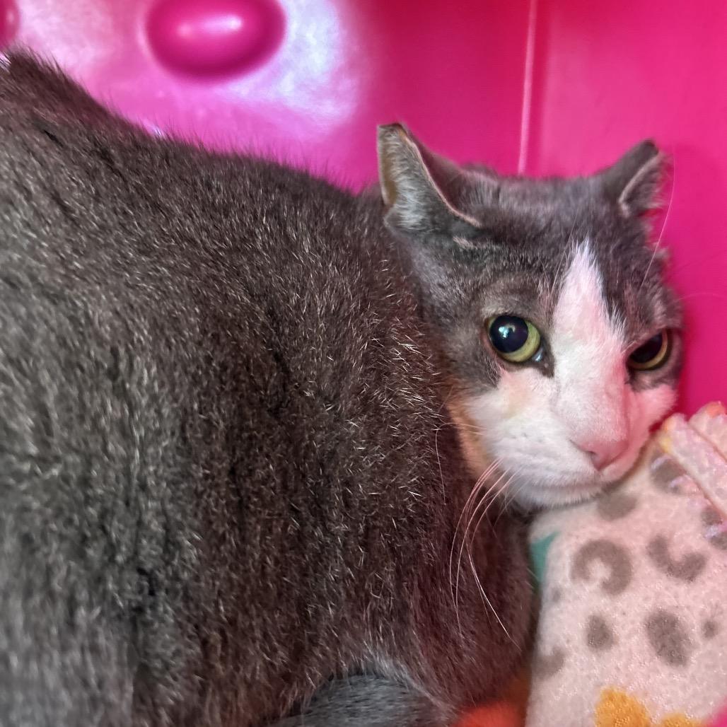 Mya, a Adoptable Domestic Short Hair in Waukesha, WI image 2/3