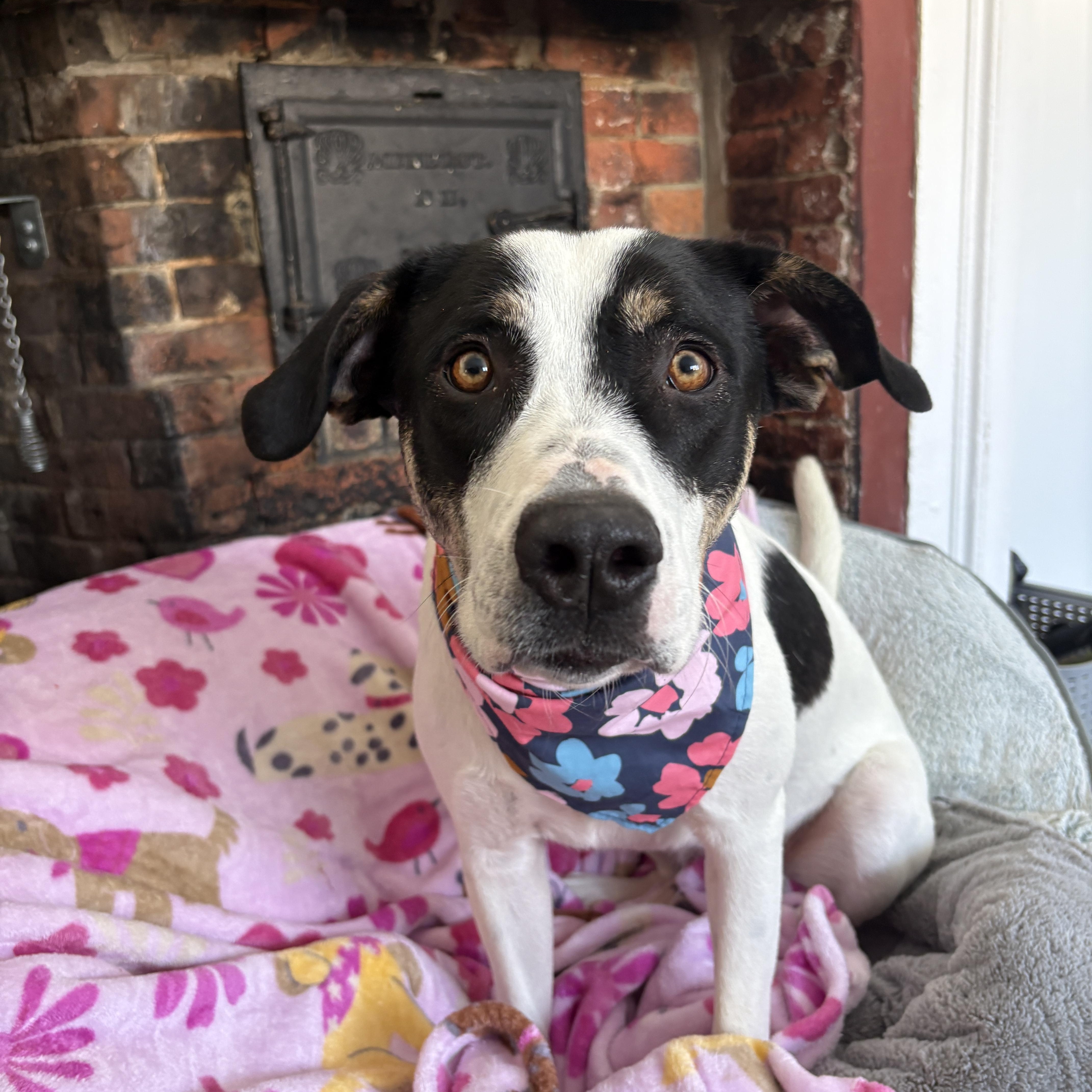 River, a Adoptable mixed breed in New Boston, NH image 1/6