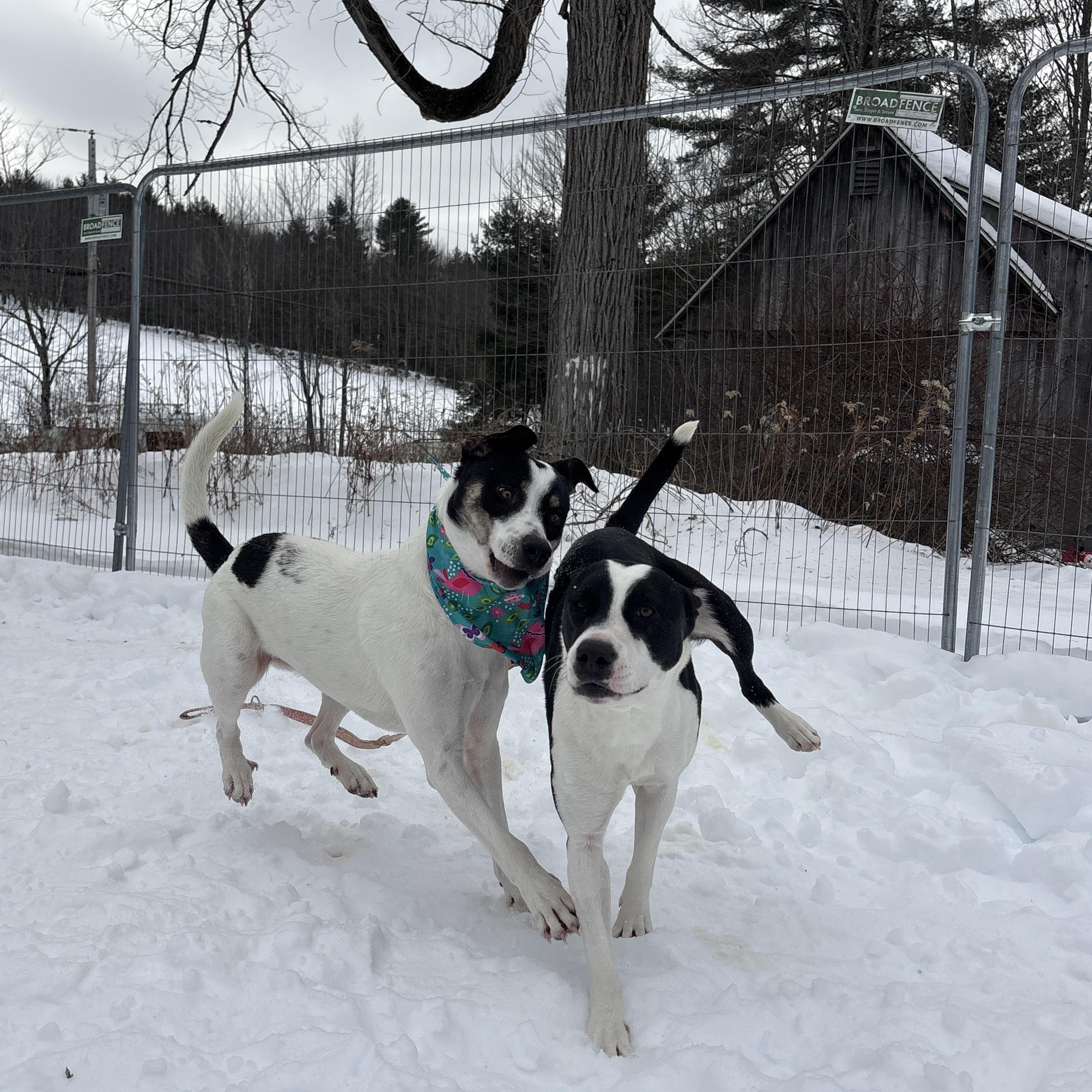 River, a Adoptable mixed breed in New Boston, NH image 4/6