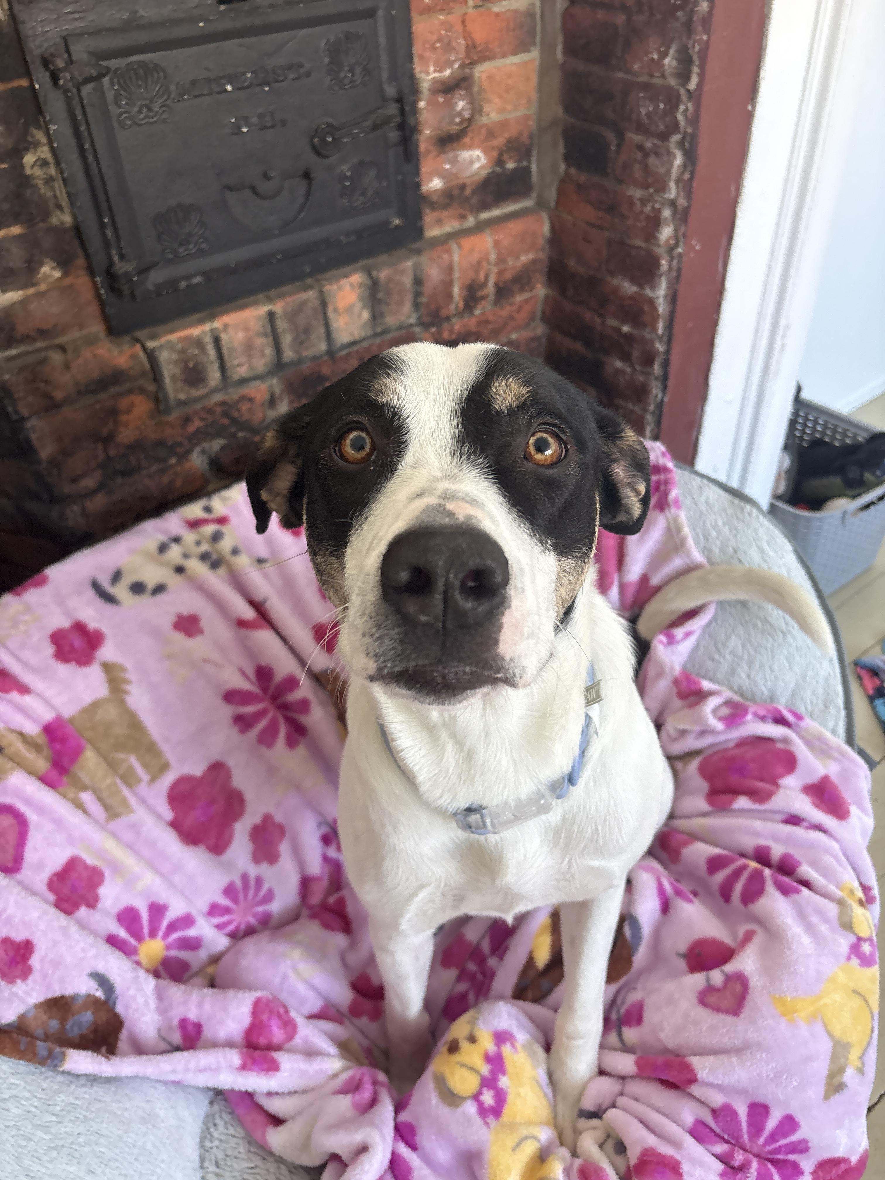 River, a Adoptable mixed breed in New Boston, NH image 6/6