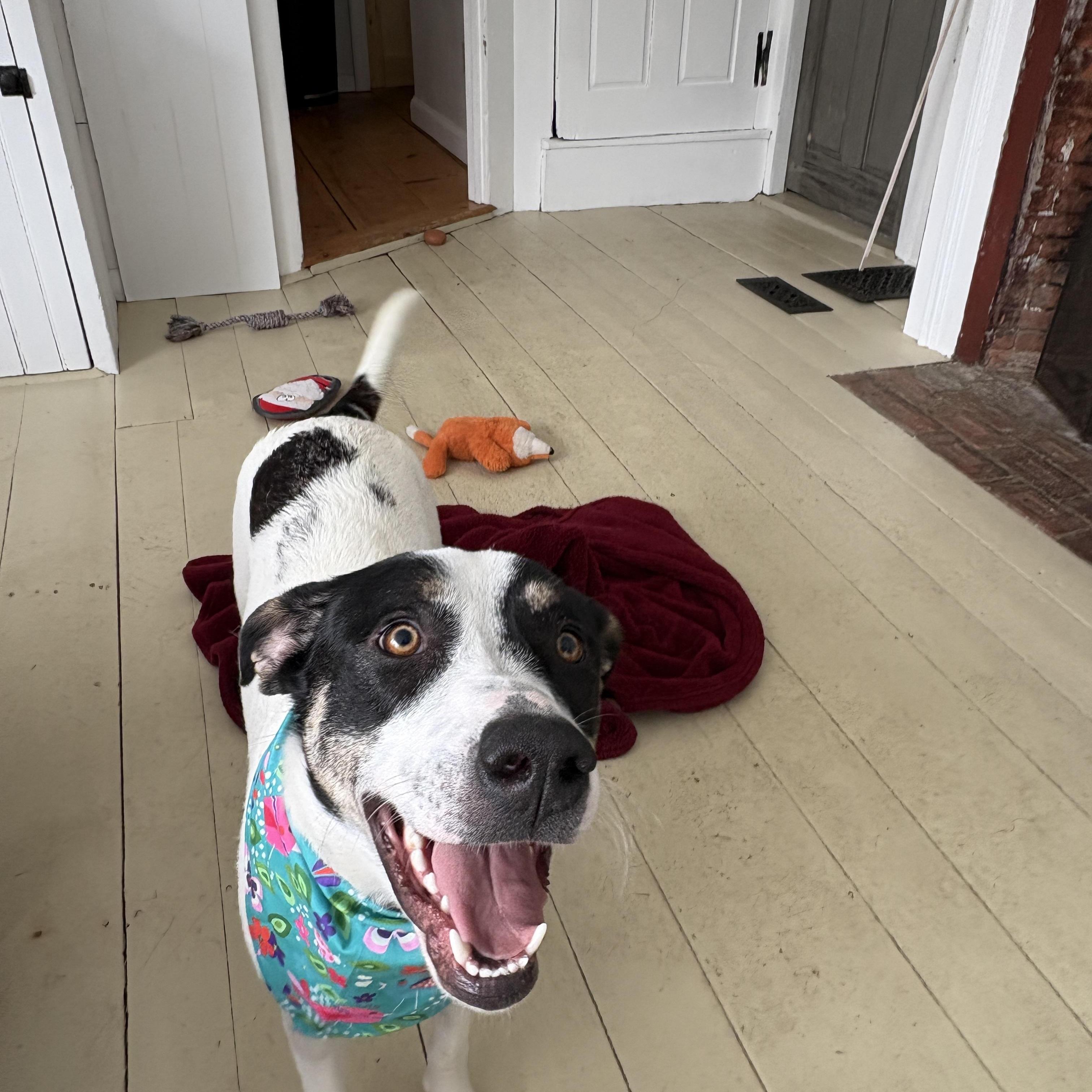 River, a Adoptable mixed breed in New Boston, NH image 5/6