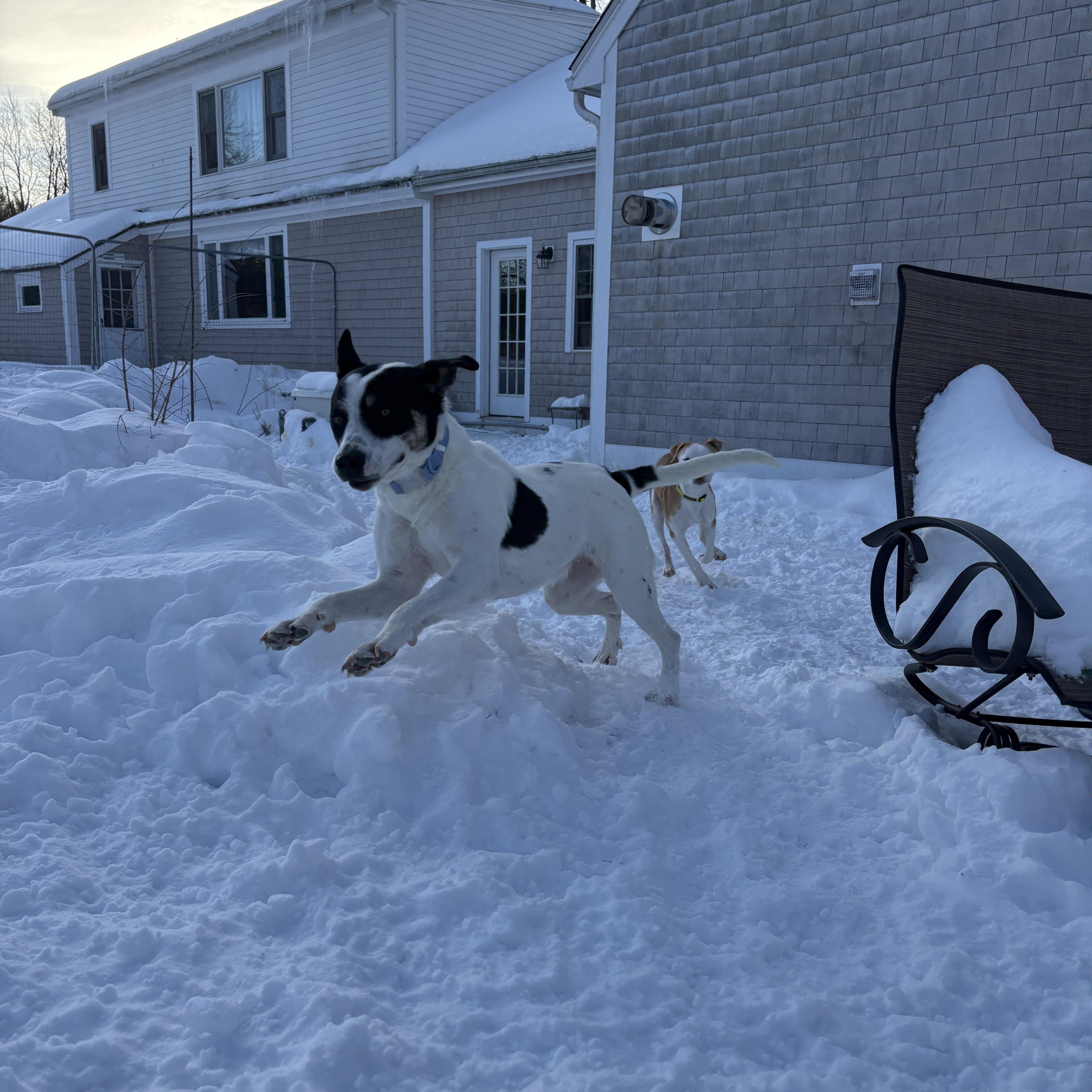 River, a Adoptable mixed breed in New Boston, NH image 3/6
