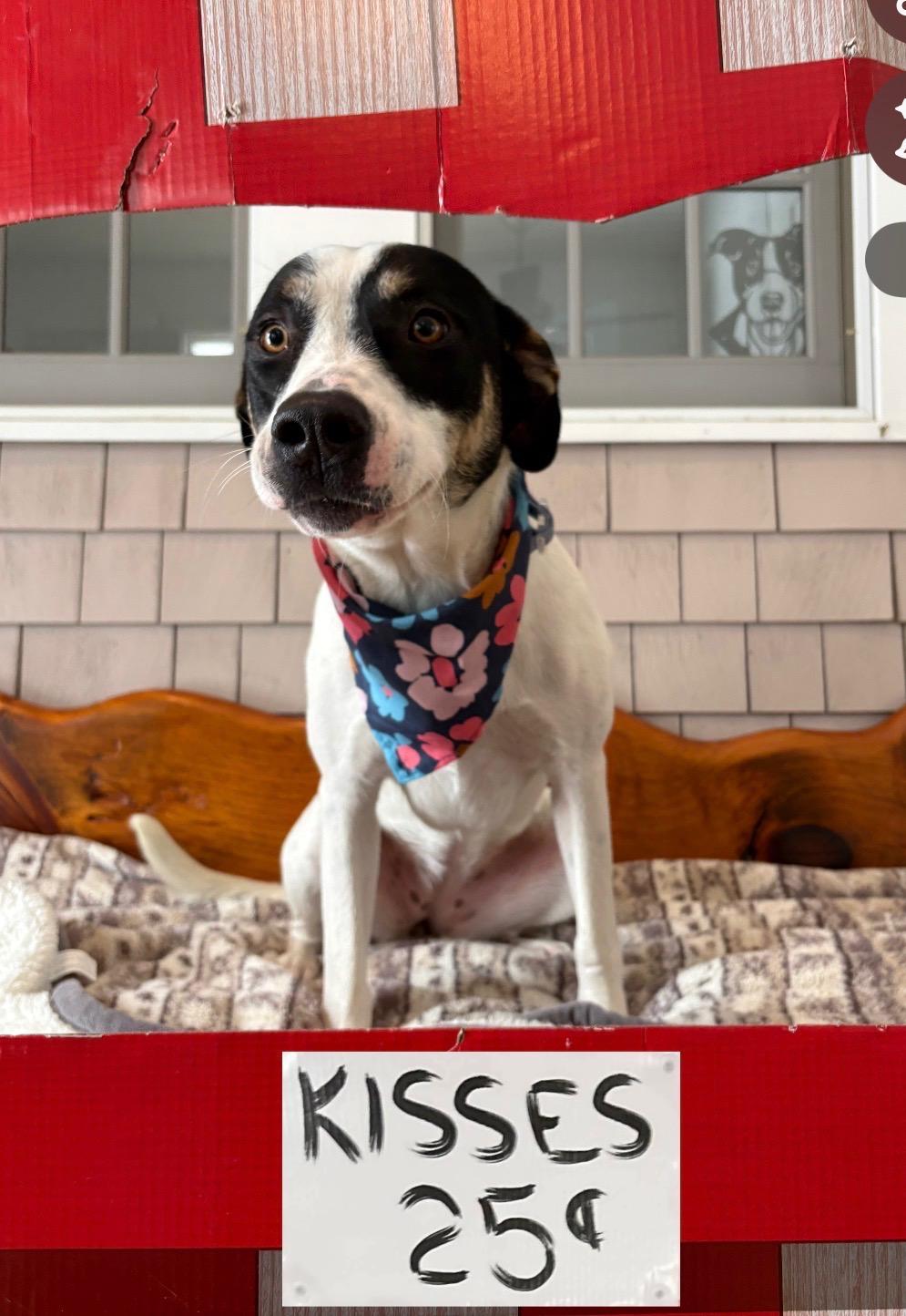 River, a Adoptable mixed breed in New Boston, NH image 2/6