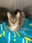 Enlarge Kitty Cat, a Adoptable Domestic Short Hair in Heathsville, VA image 1/2