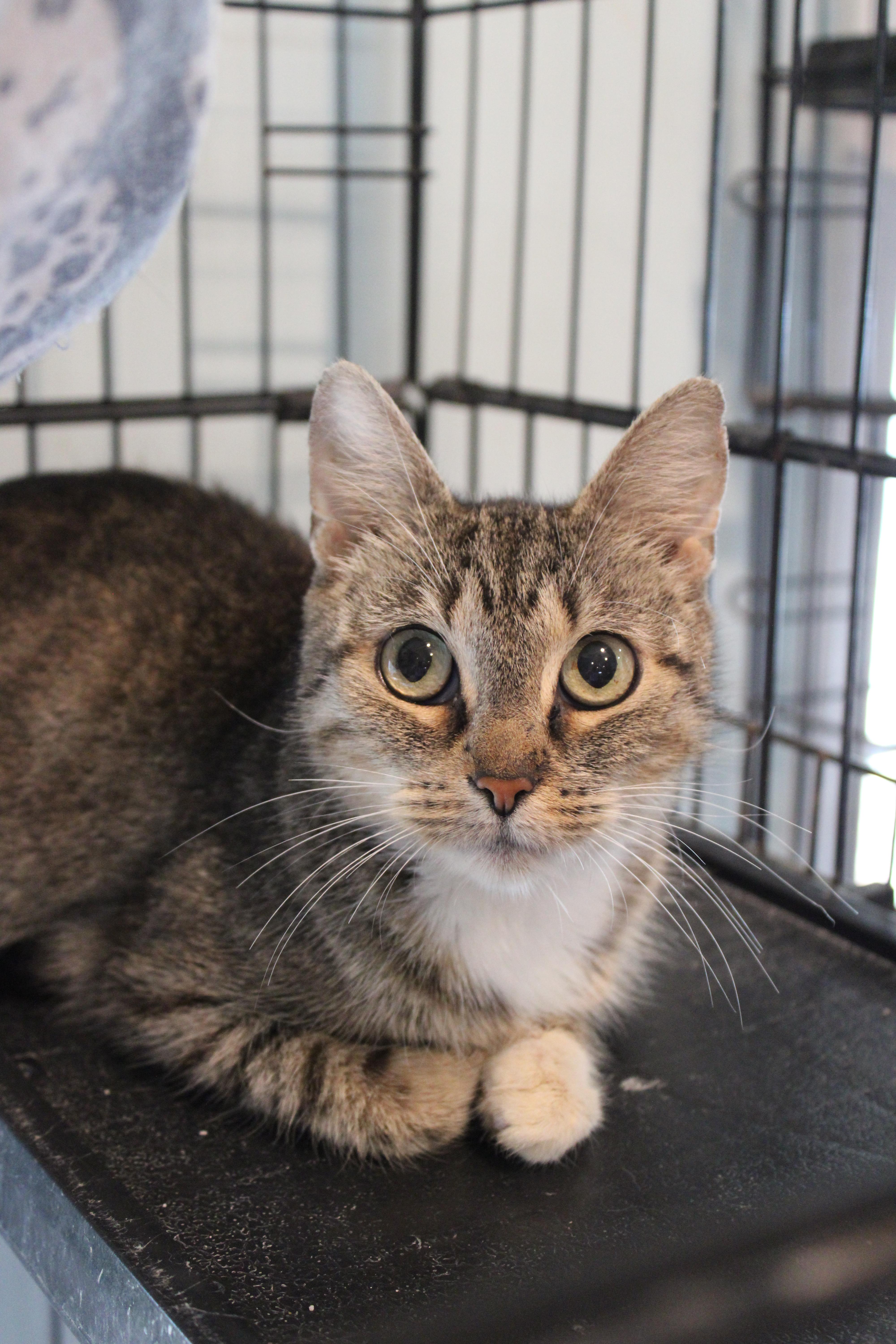 Enlarge Kitty Cat, a Adoptable Domestic Short Hair in Heathsville, VA image 2/2