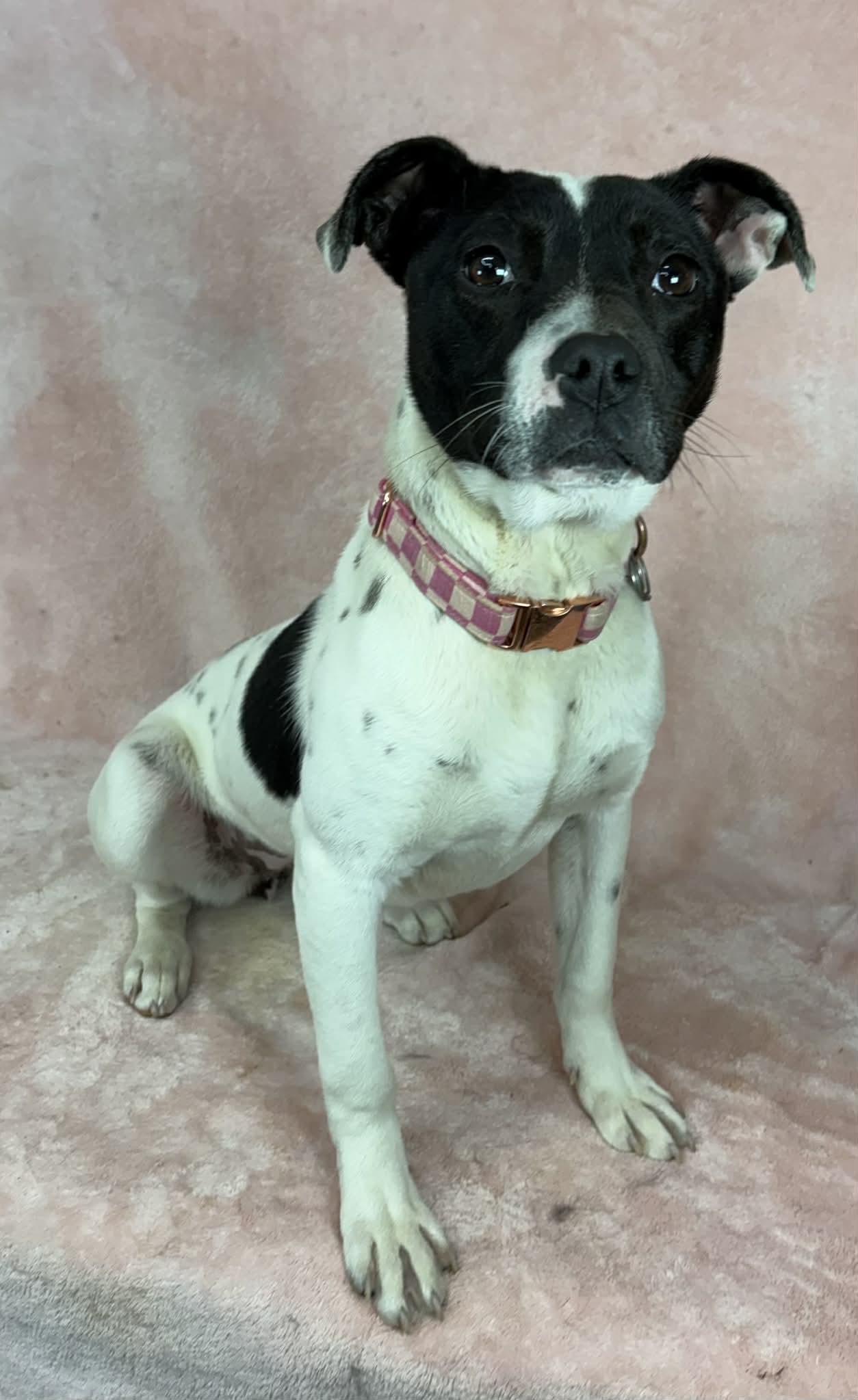 Enlarge Zanthus, an adopted mixed breed in Newport, TN image 5/6