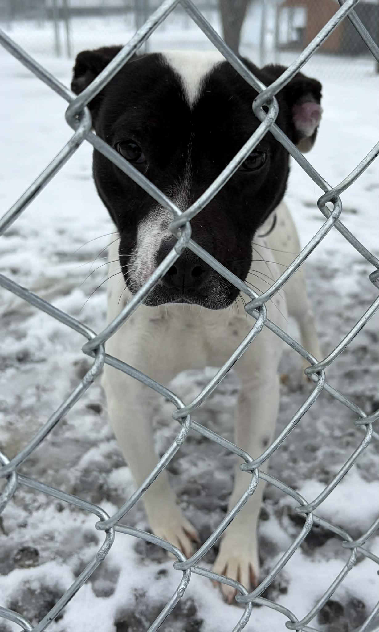 Enlarge Zanthus, an adopted mixed breed in Newport, TN image 4/6